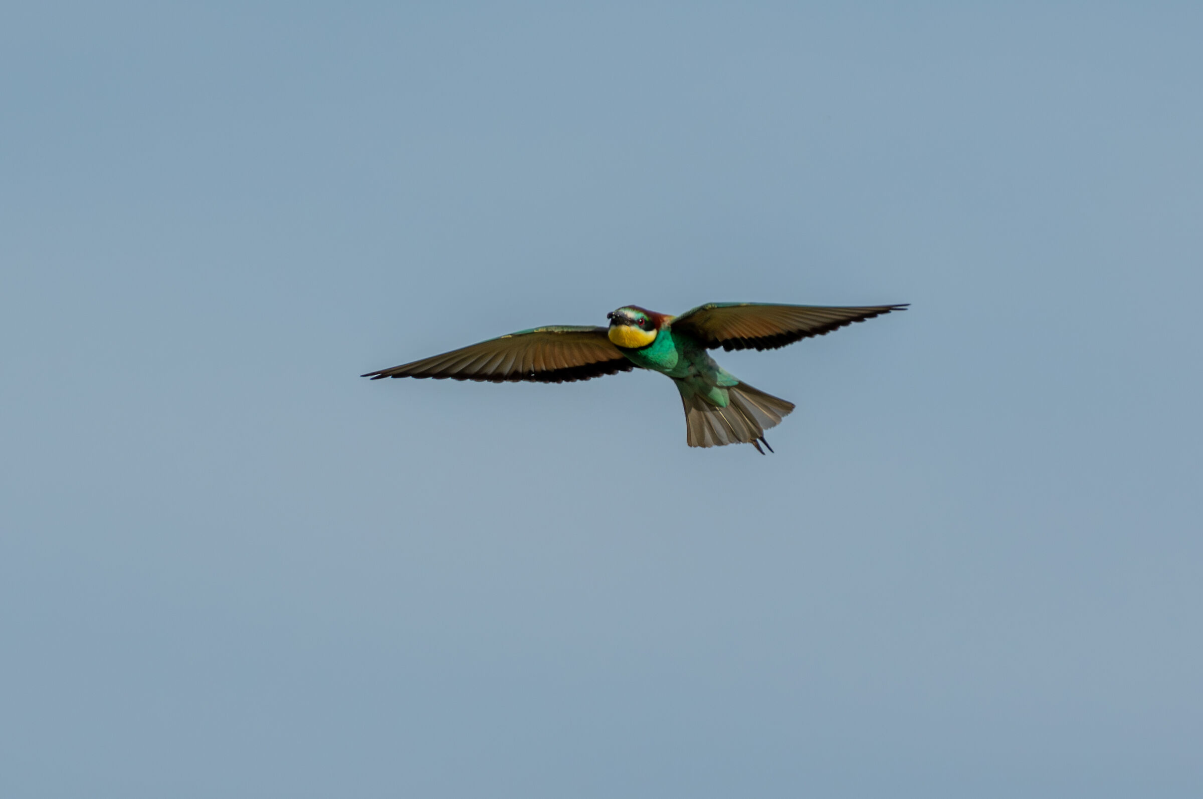 Bee-eaters (Merops apiaster)