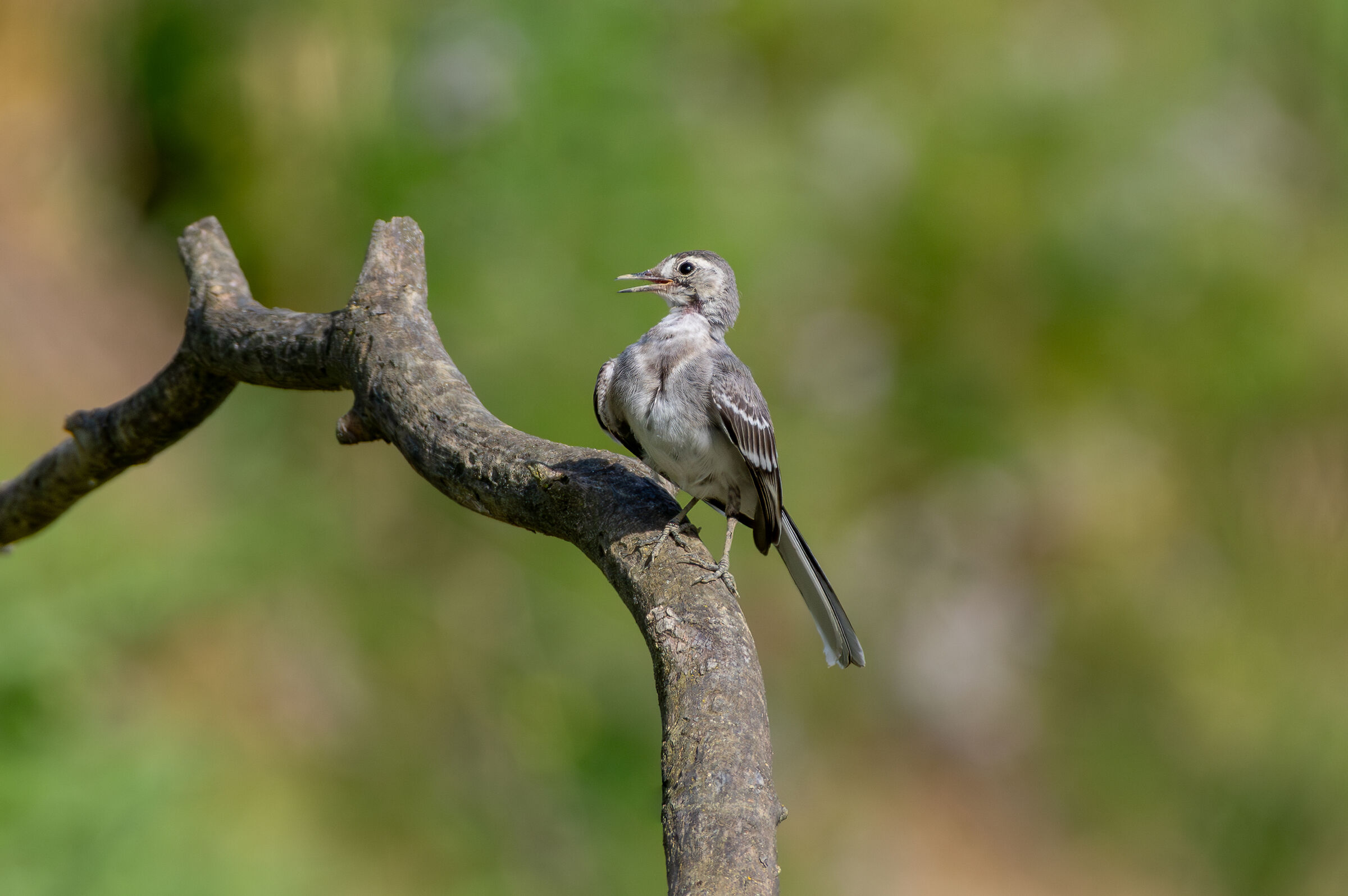 White Wagtail (Motacilla alba)