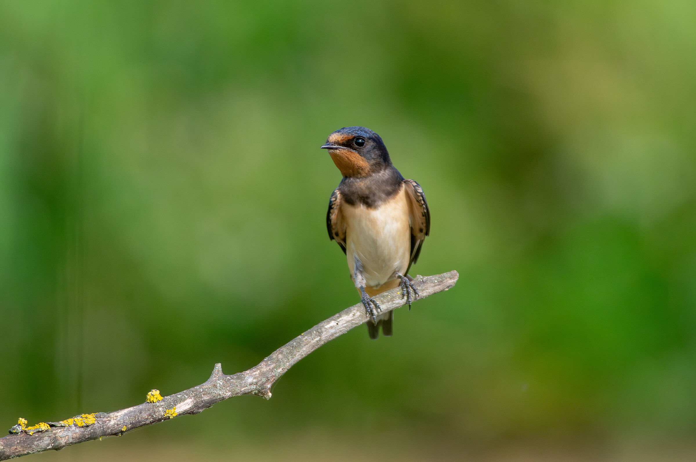 Rondine (Hirundo rustica)