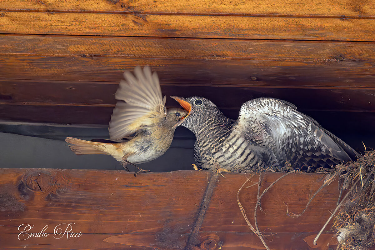 Cuckoo-Redstart