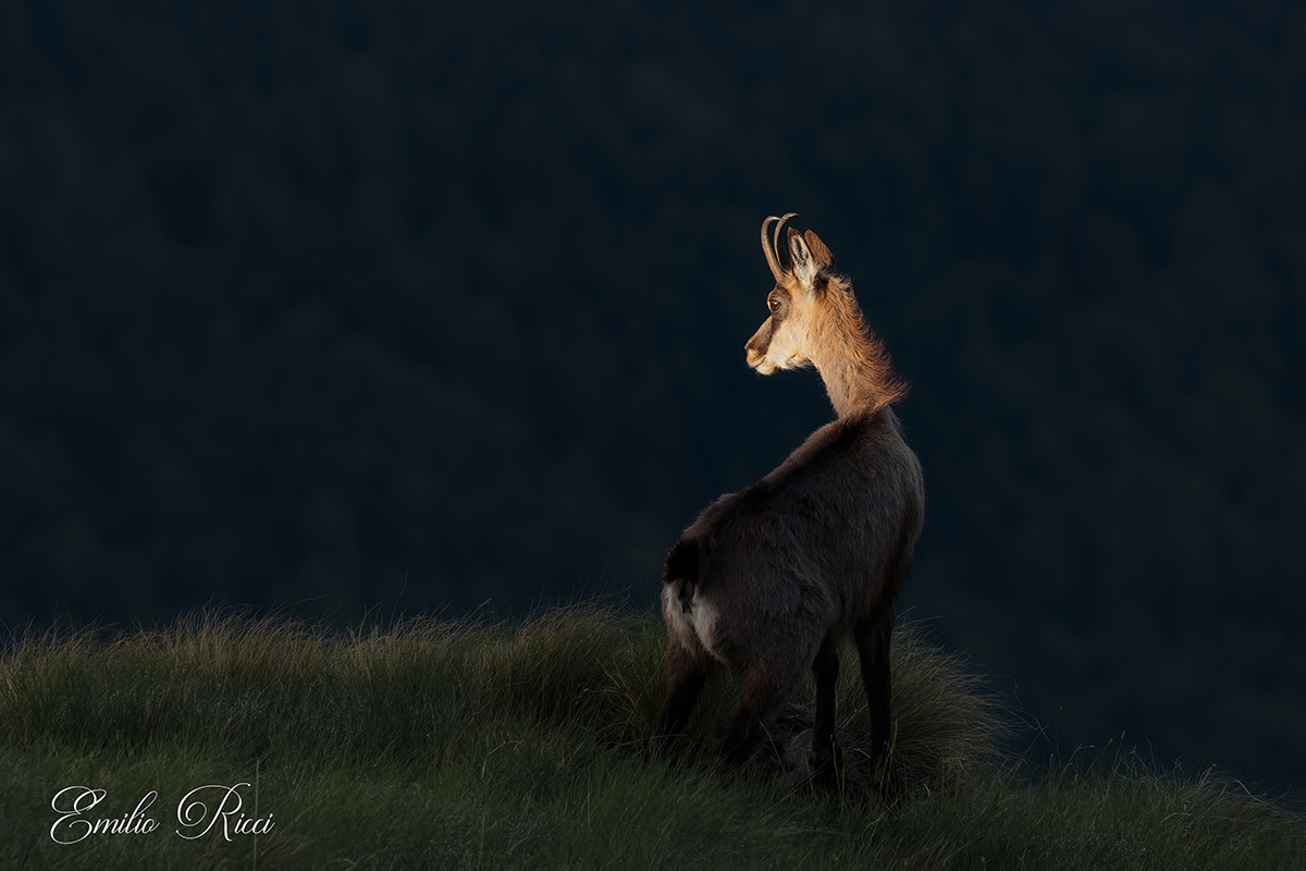 Chamois