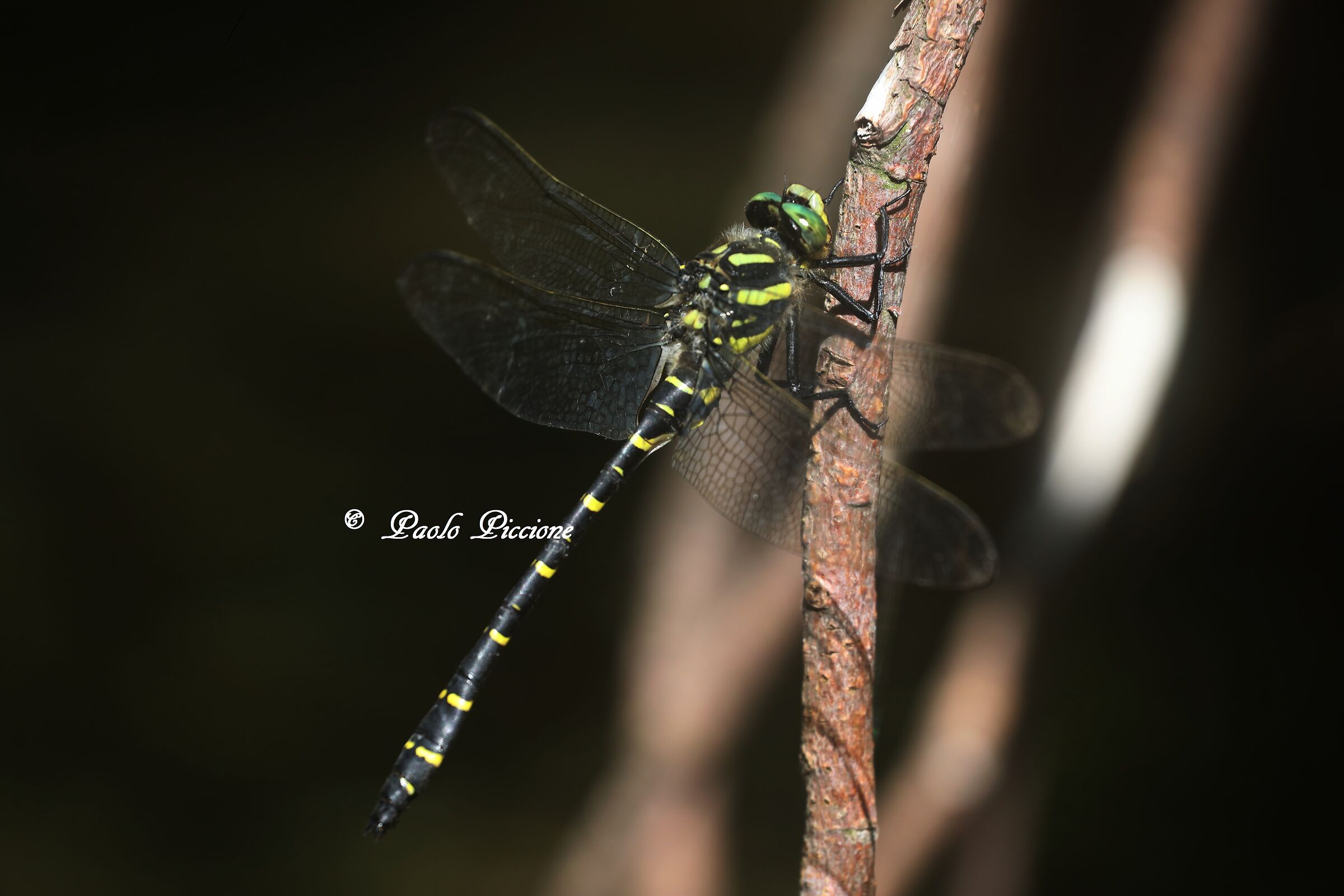 dragonfly