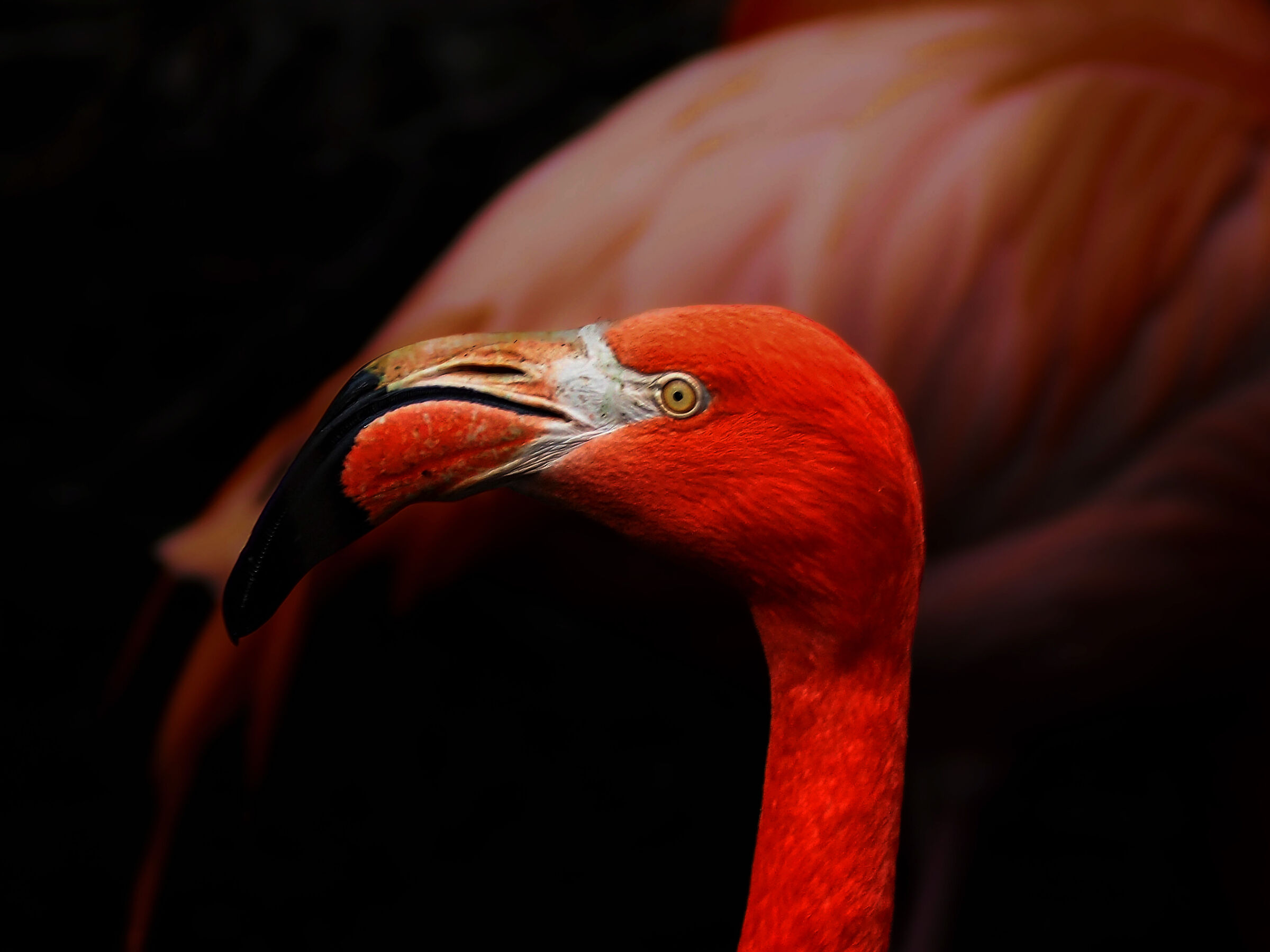 Flamingo