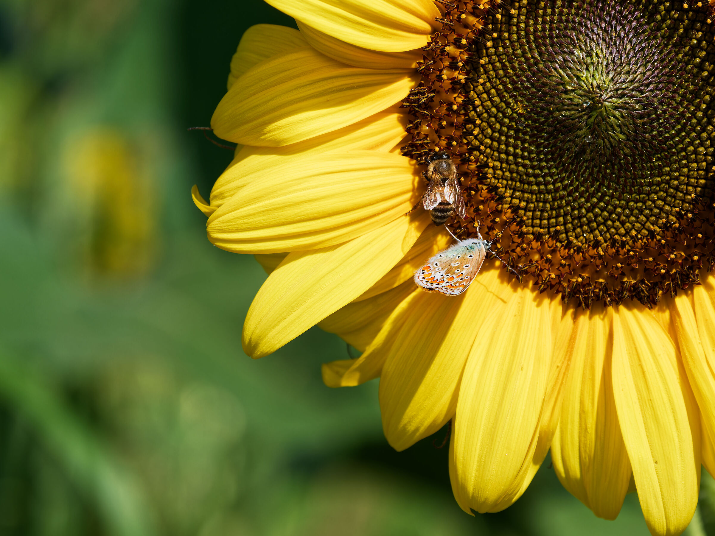 affollamento sul girasole