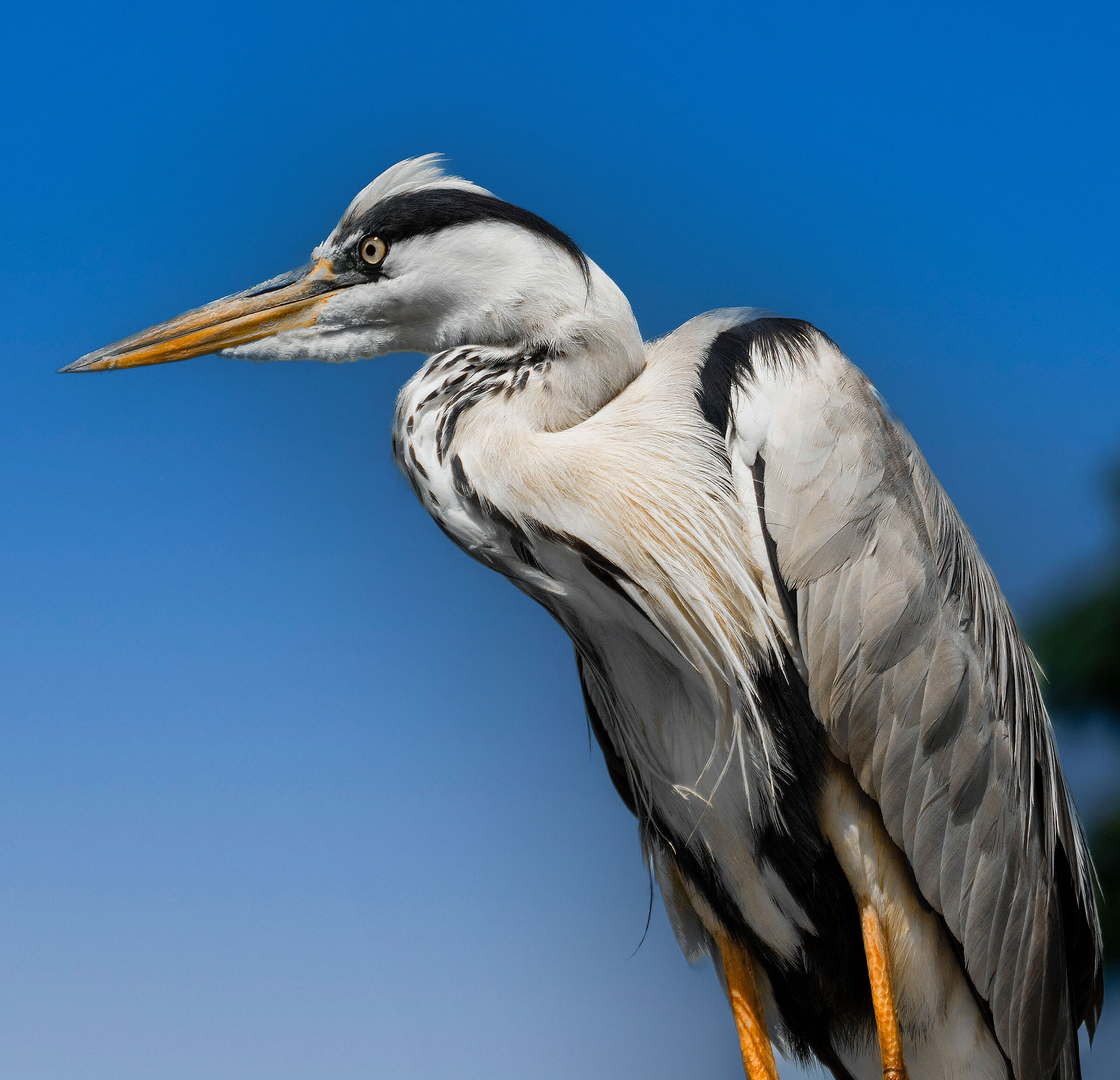 Airone Cinerino