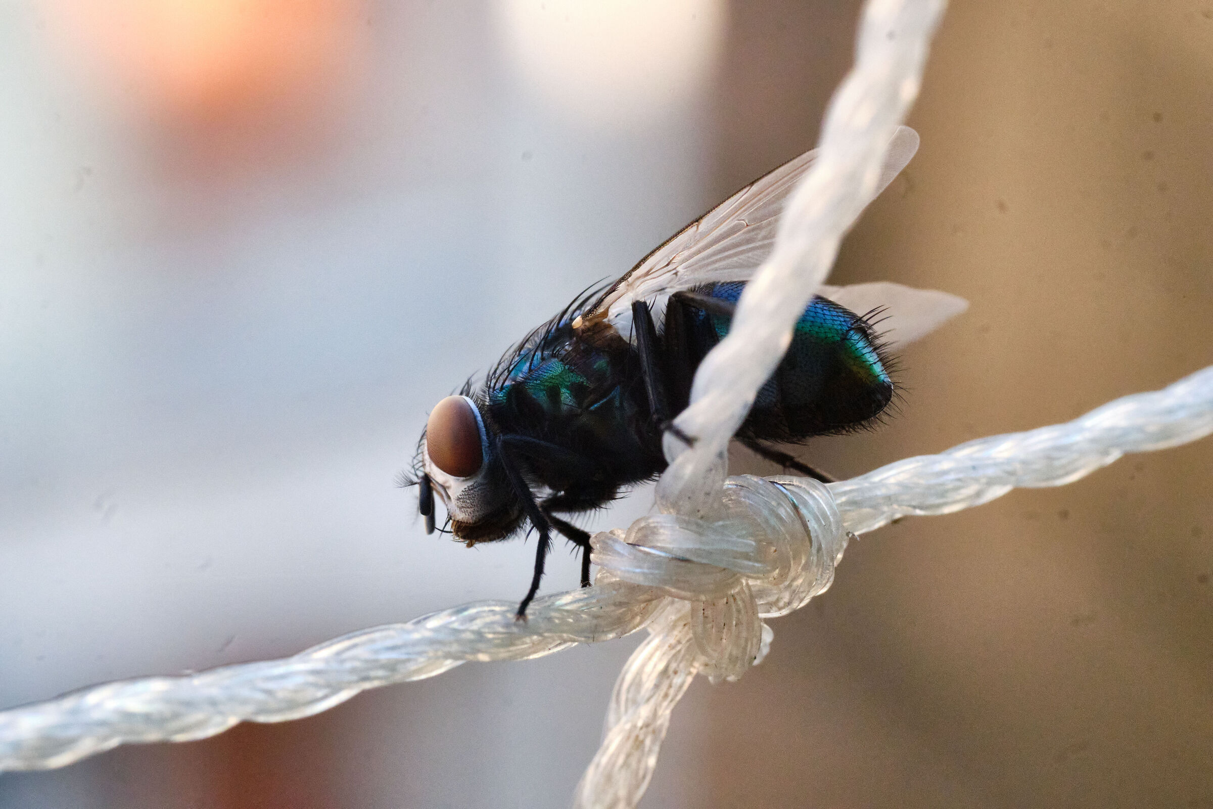 Fly