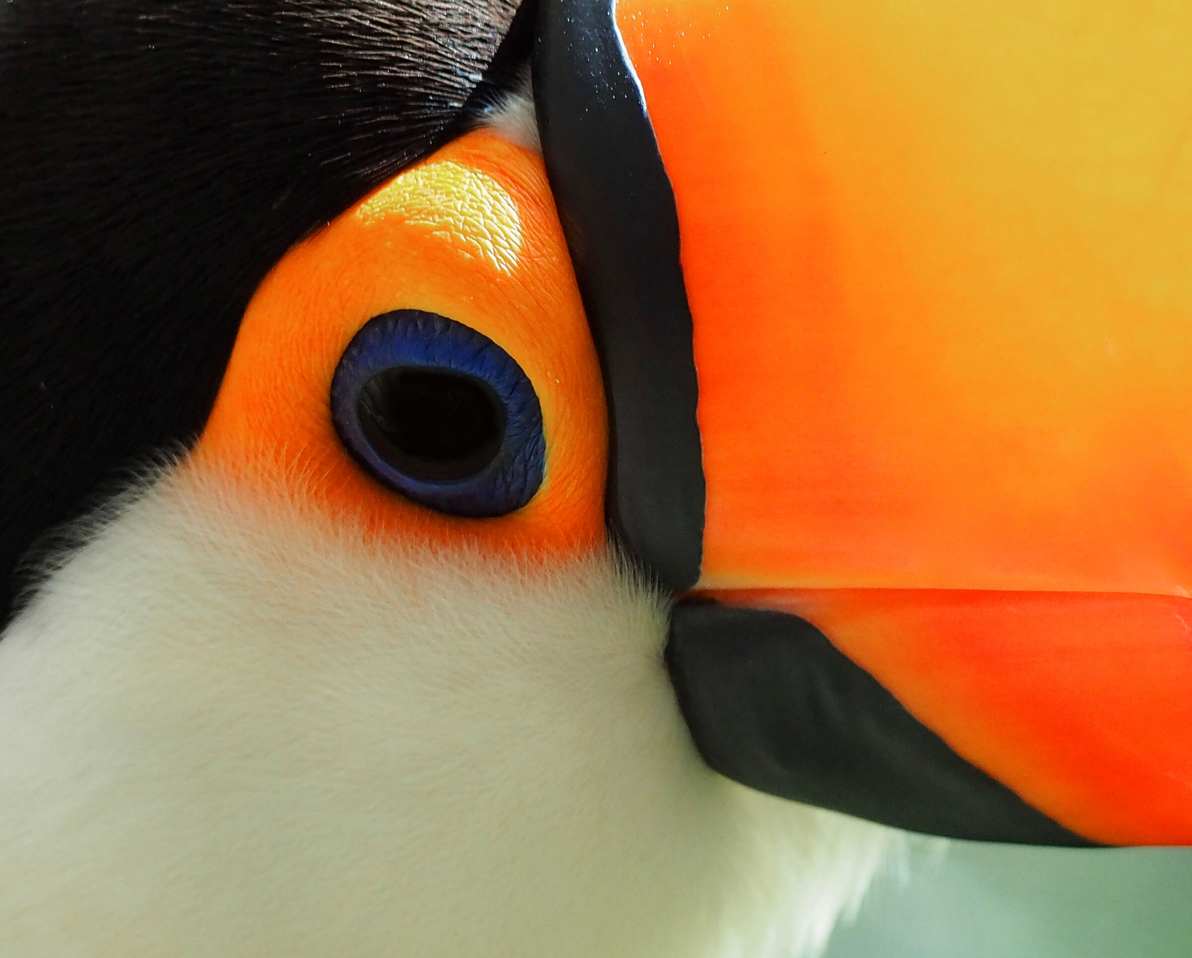 Tucano
