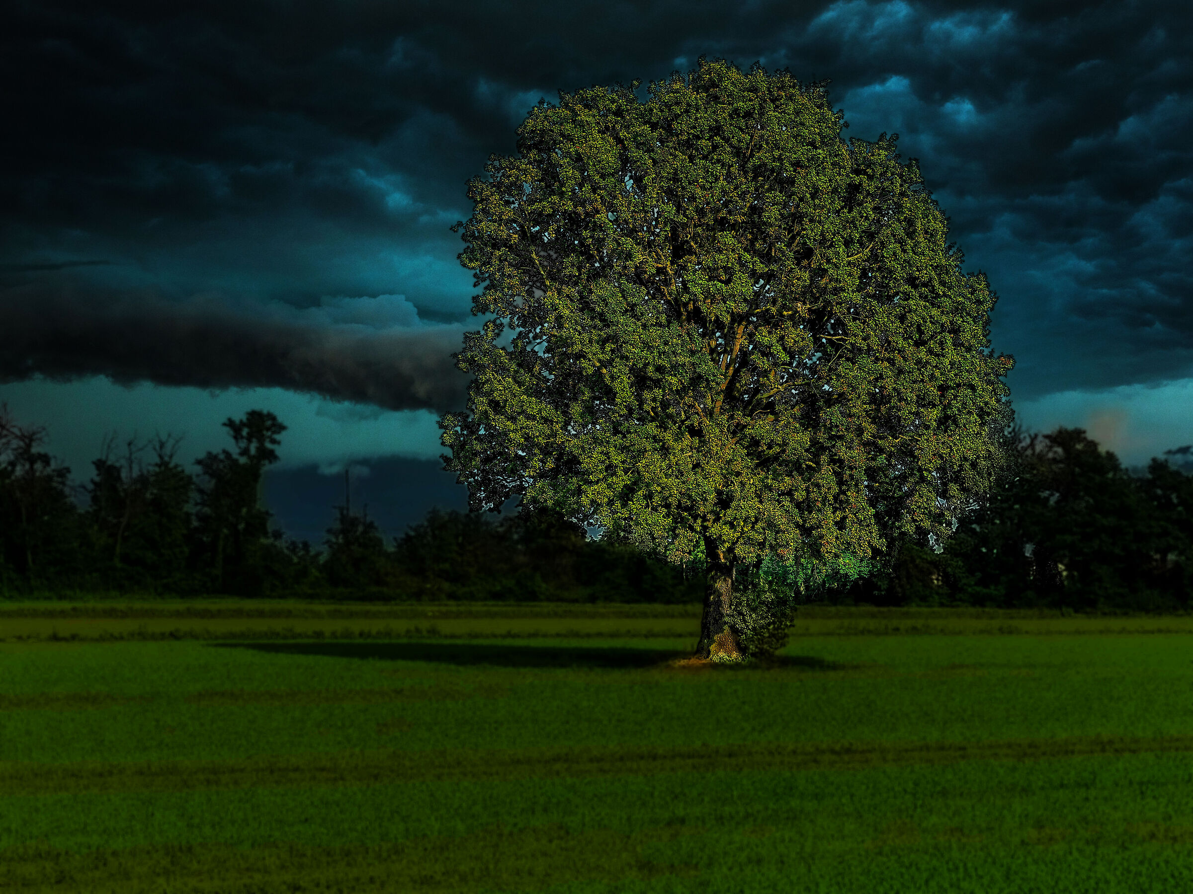 La Grande Quercia