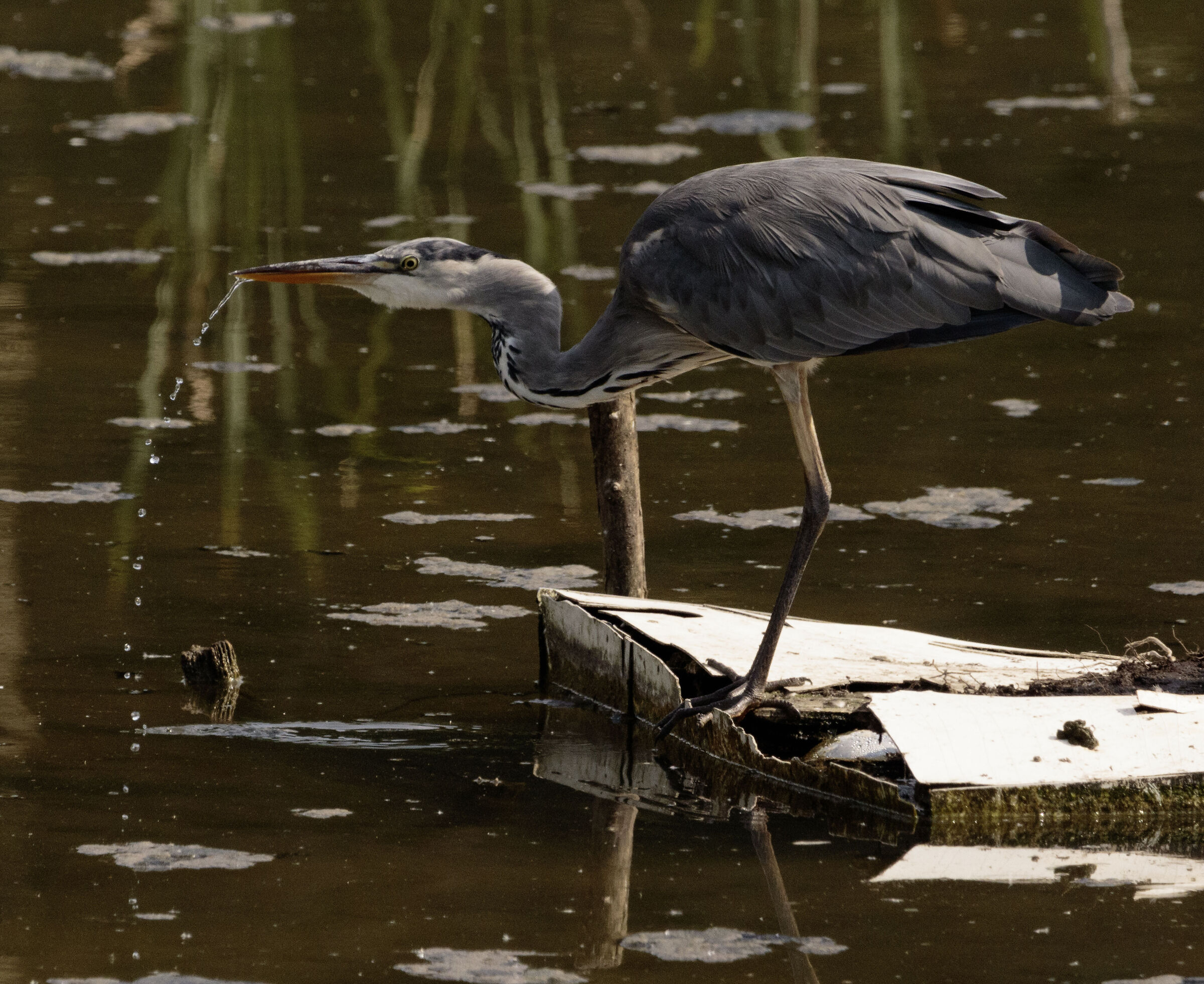 Grey Heron while Oasi Lipu Cesano M. MB 9/10/24