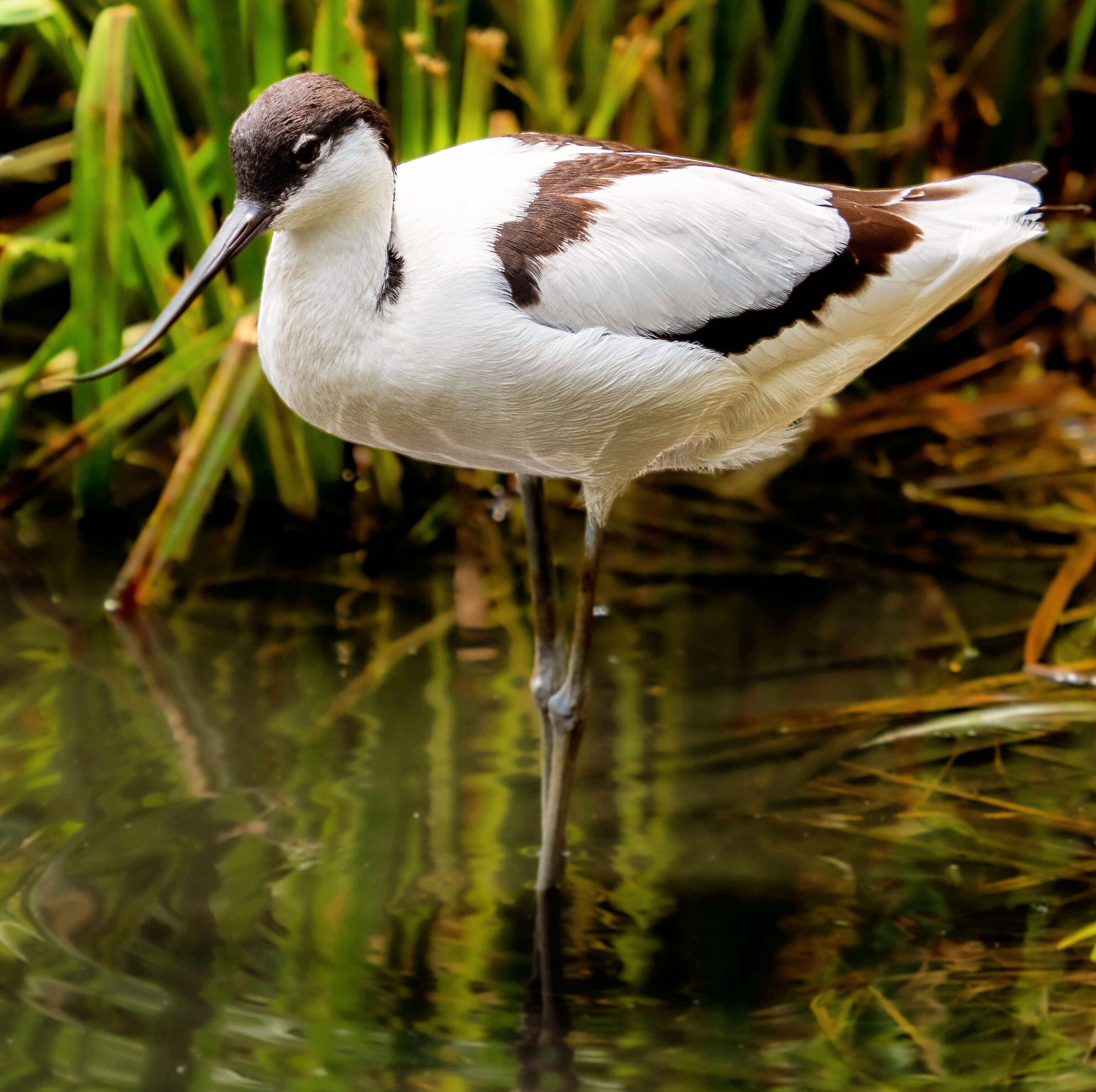 Avocetta