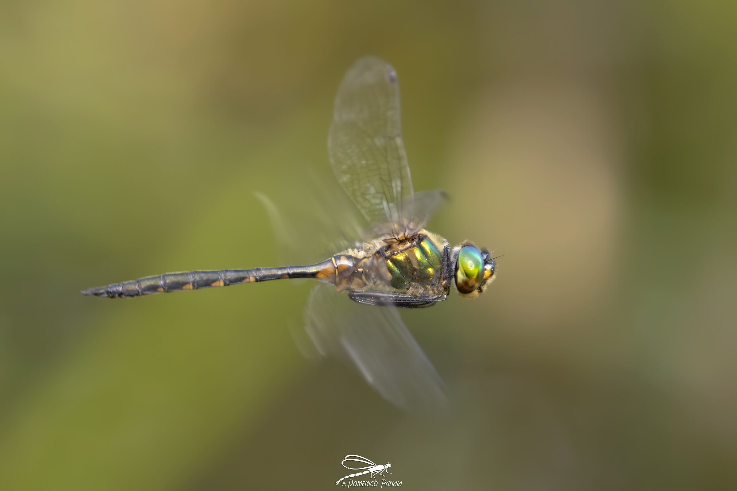 Somatochlora flavomaculata