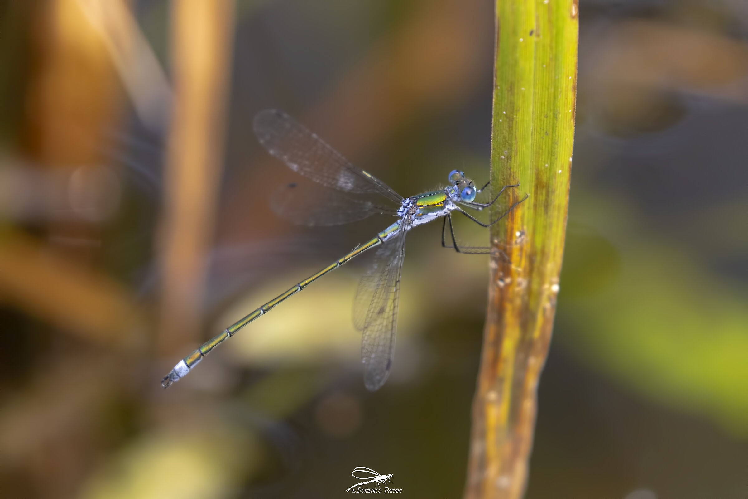 Lestes Dryas