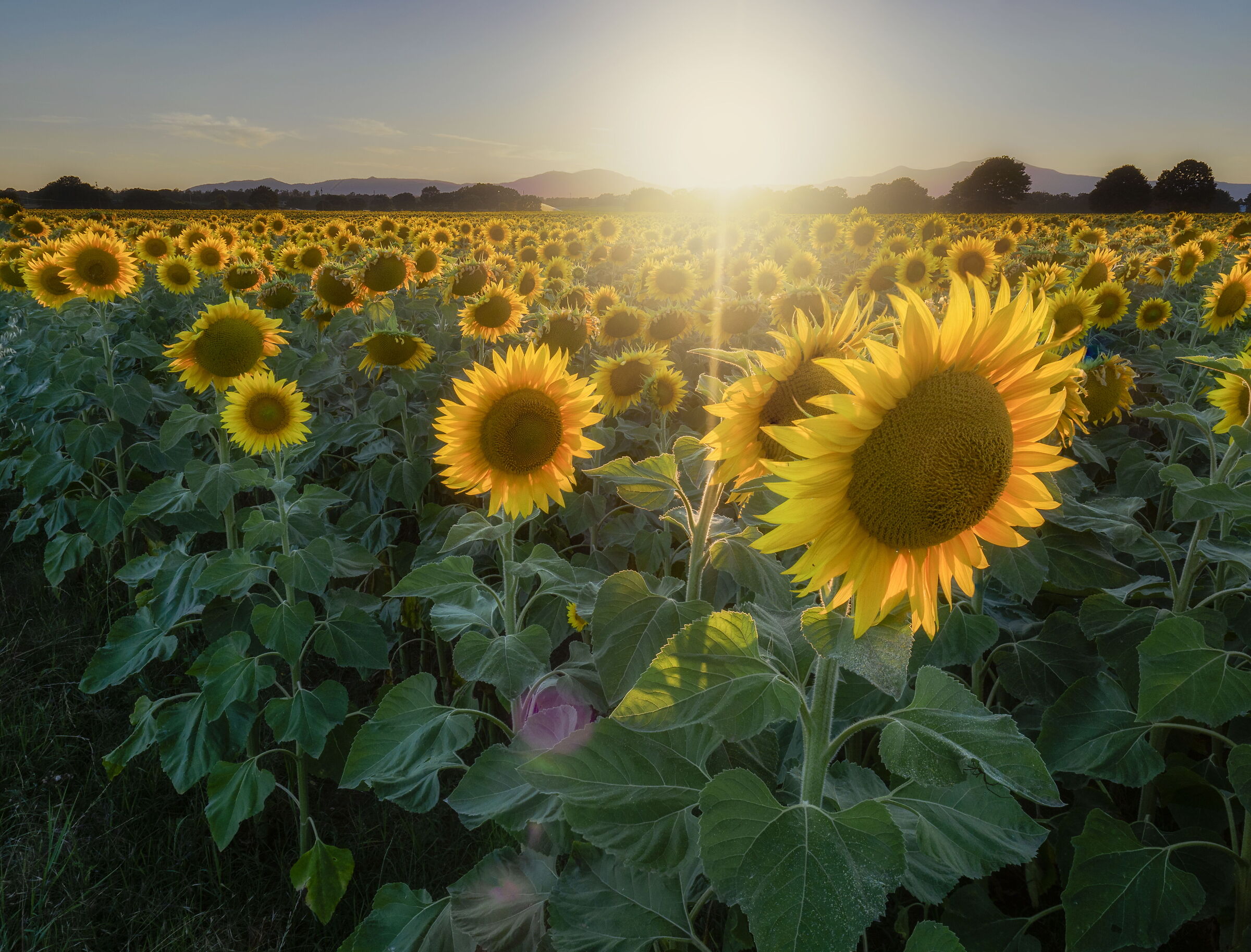 Sunflower fields