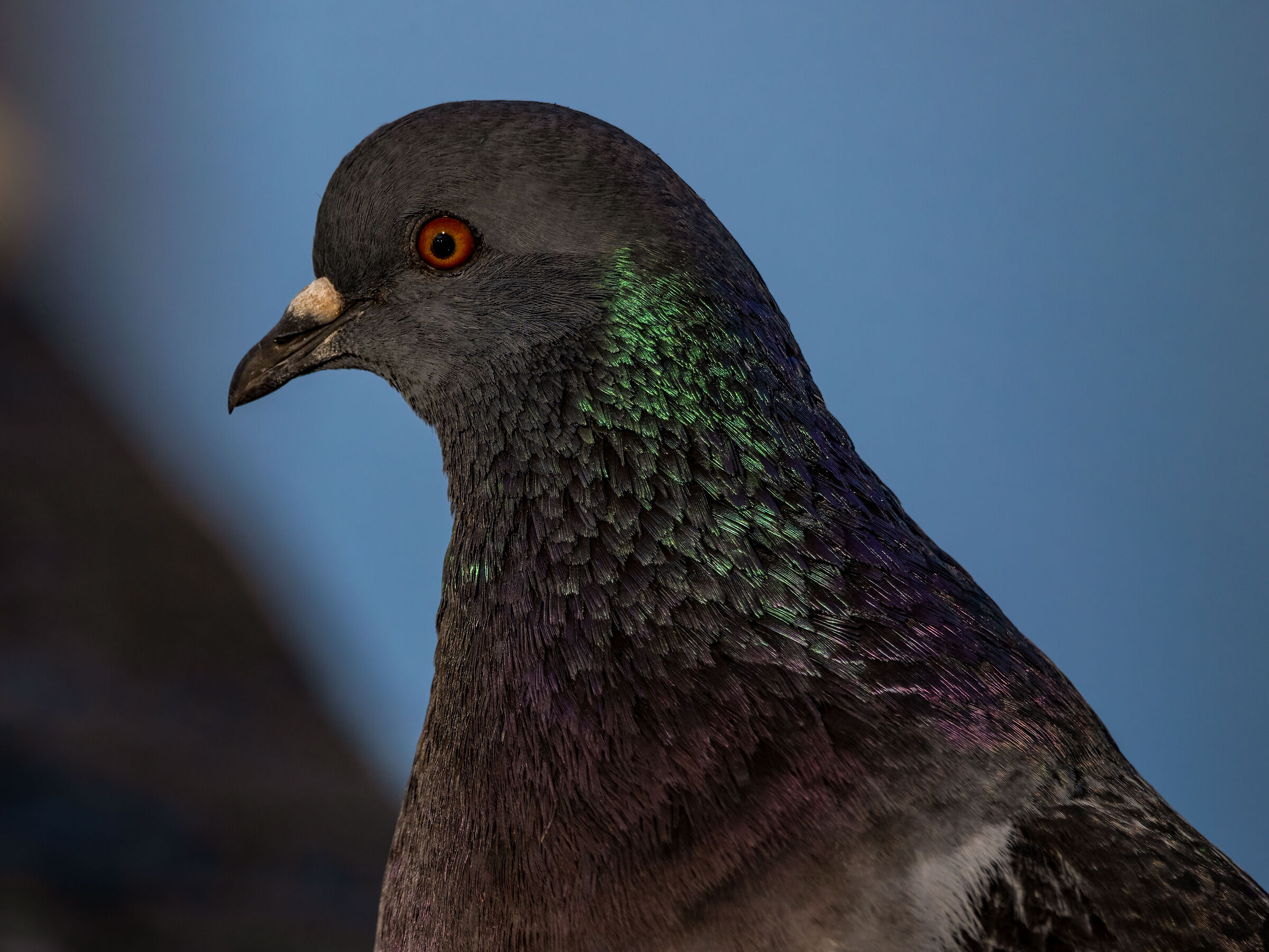 Pigeon