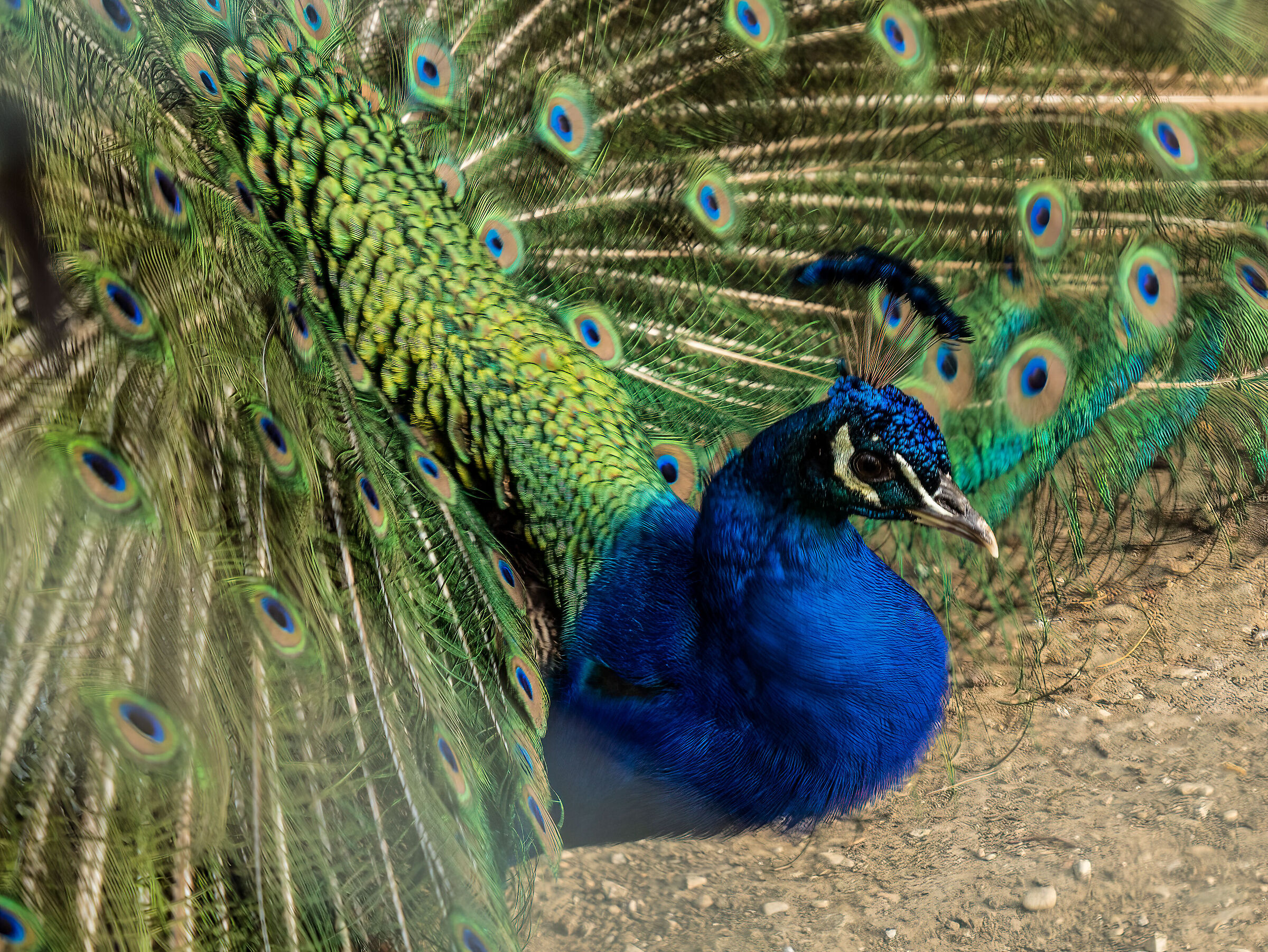 Peacock