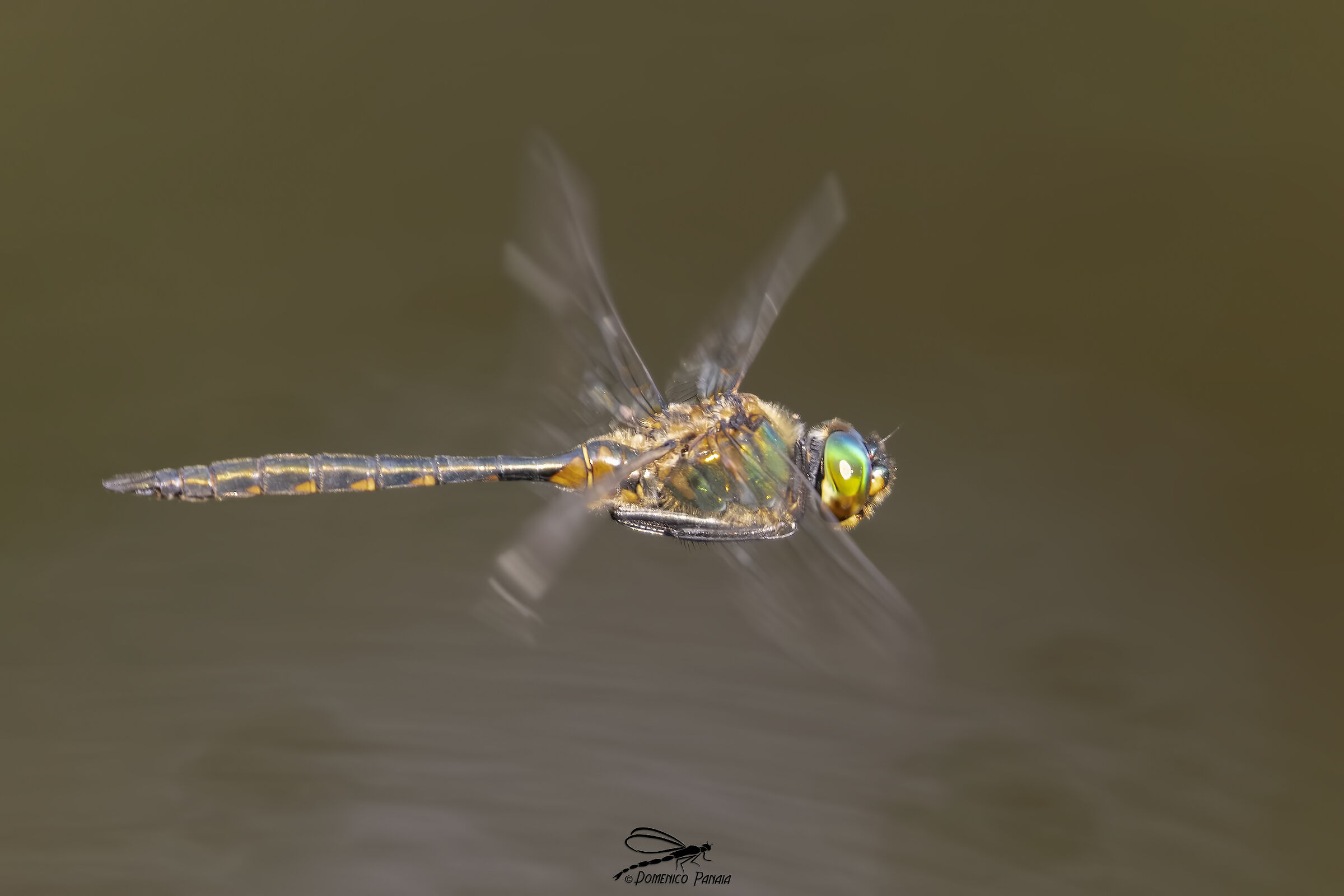 Somatochlora flavomaculata