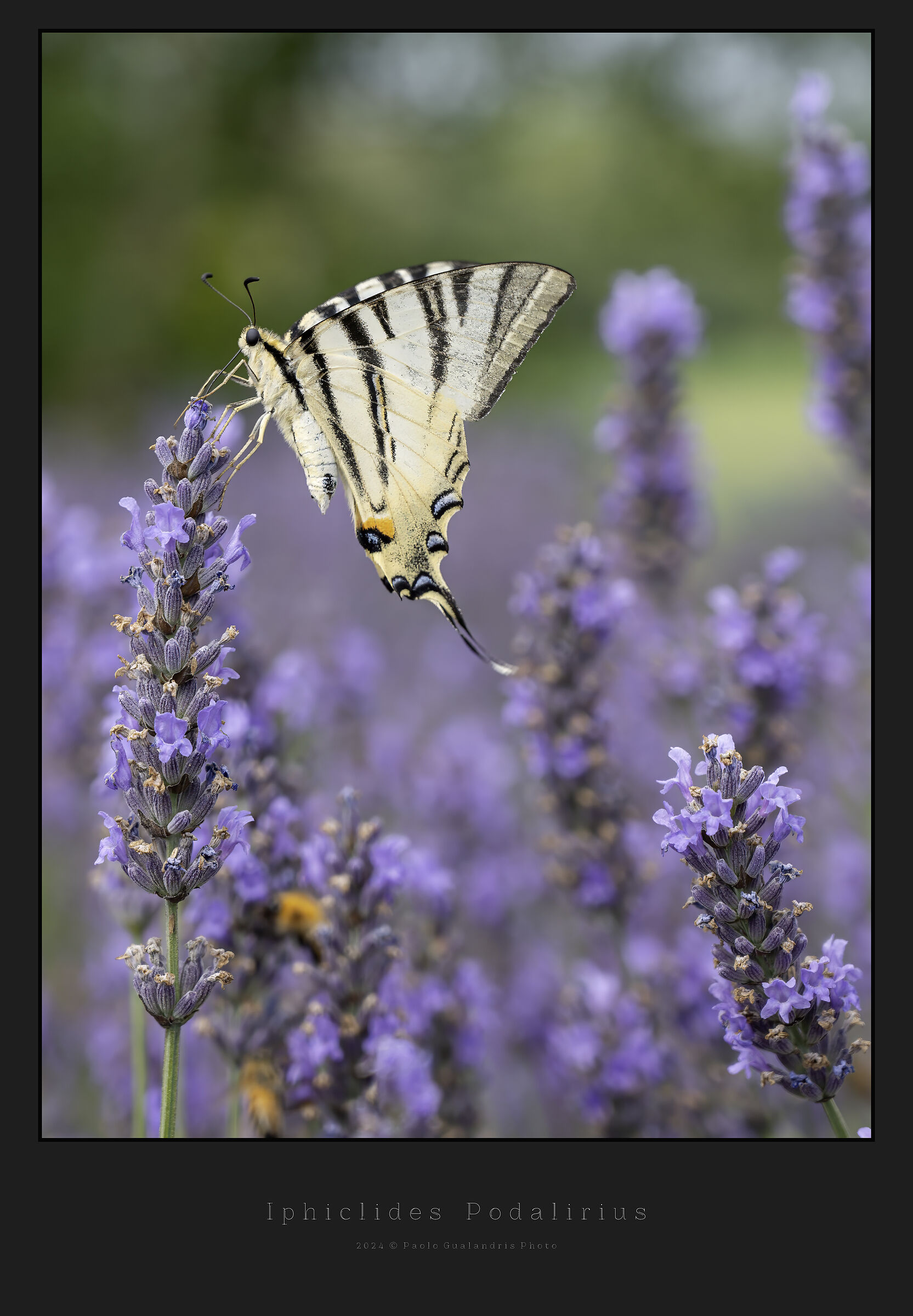 Iphiclides Podalirio