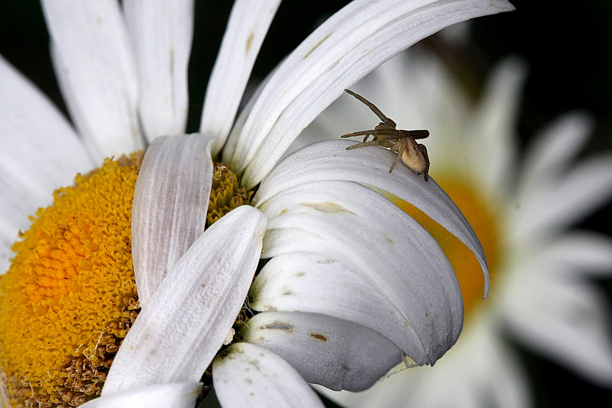 Ragno - Granchio dei Fiori - Misumena Vatia