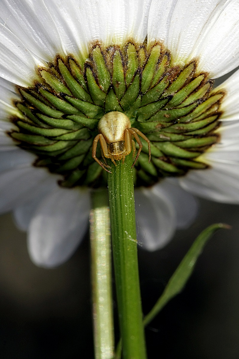 Ragno - Granchio dei Fiori - Misumena Vatia