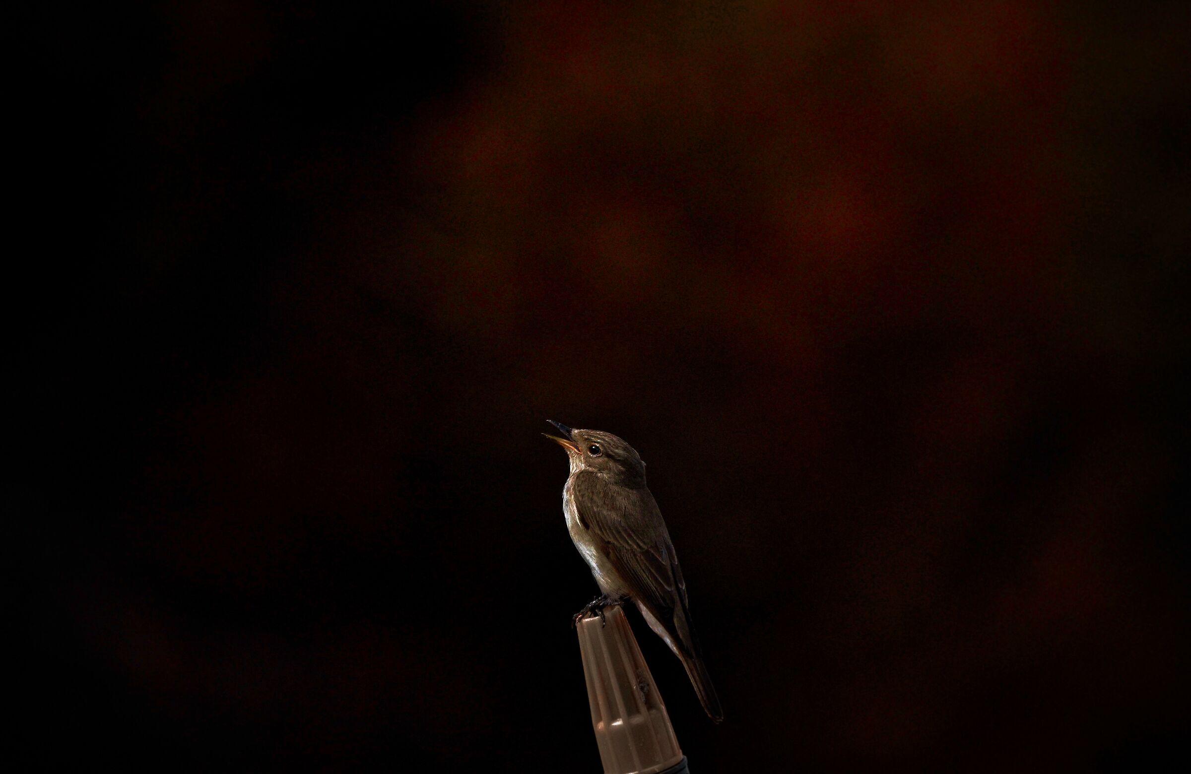 Pigliamosche notturno