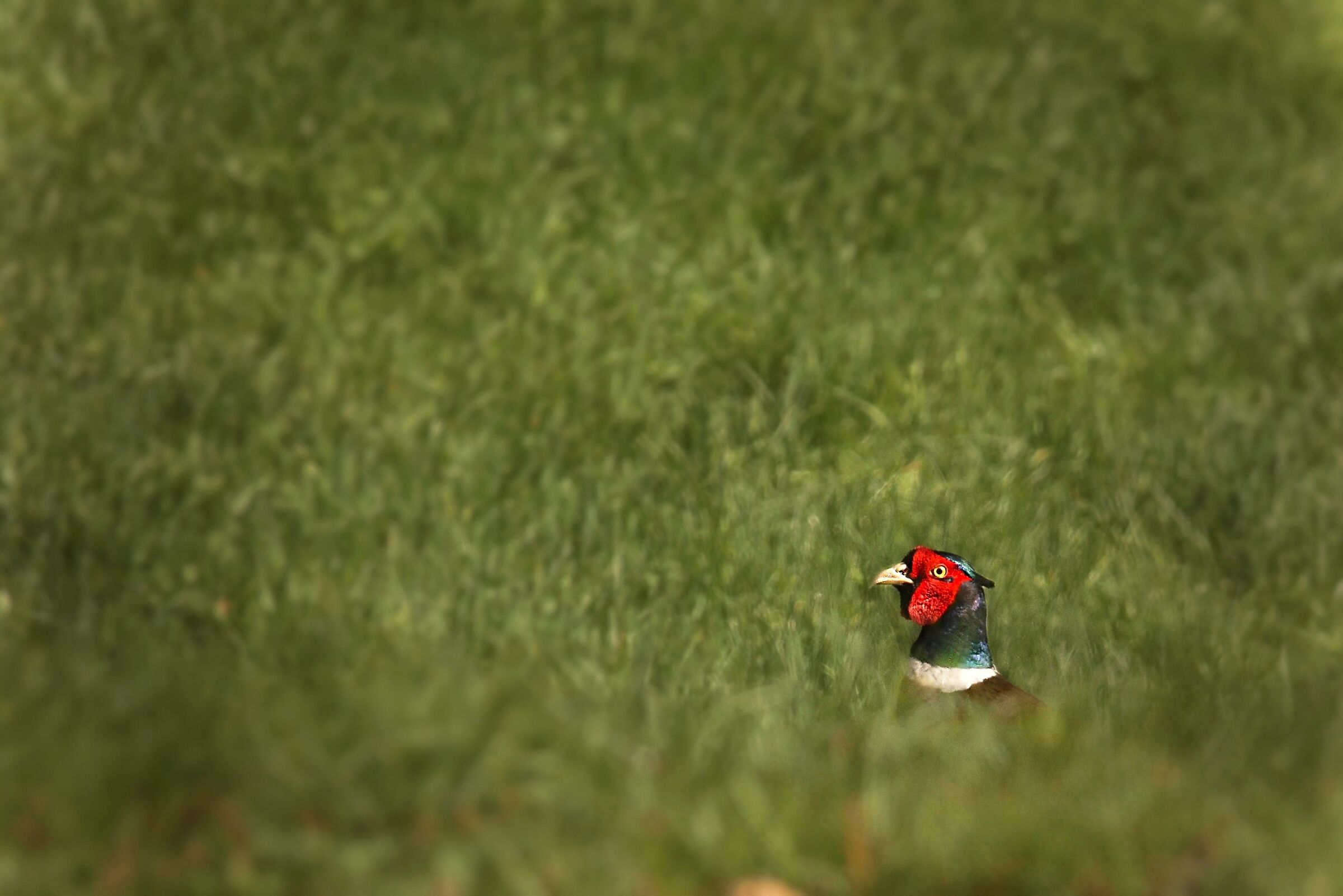 Verde…verde…verde…rosso!