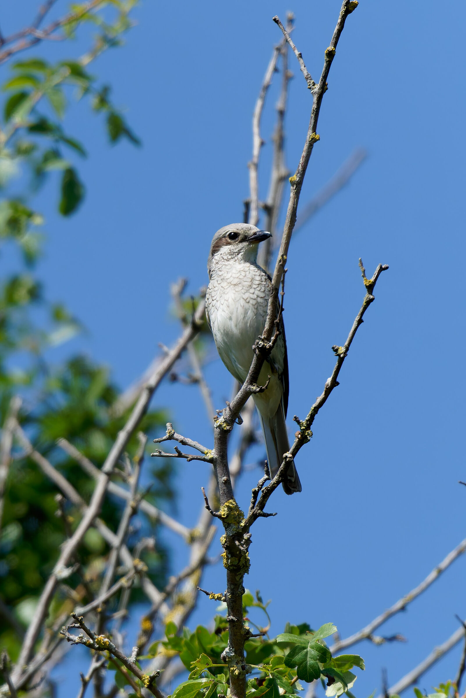 Red-backed shrike