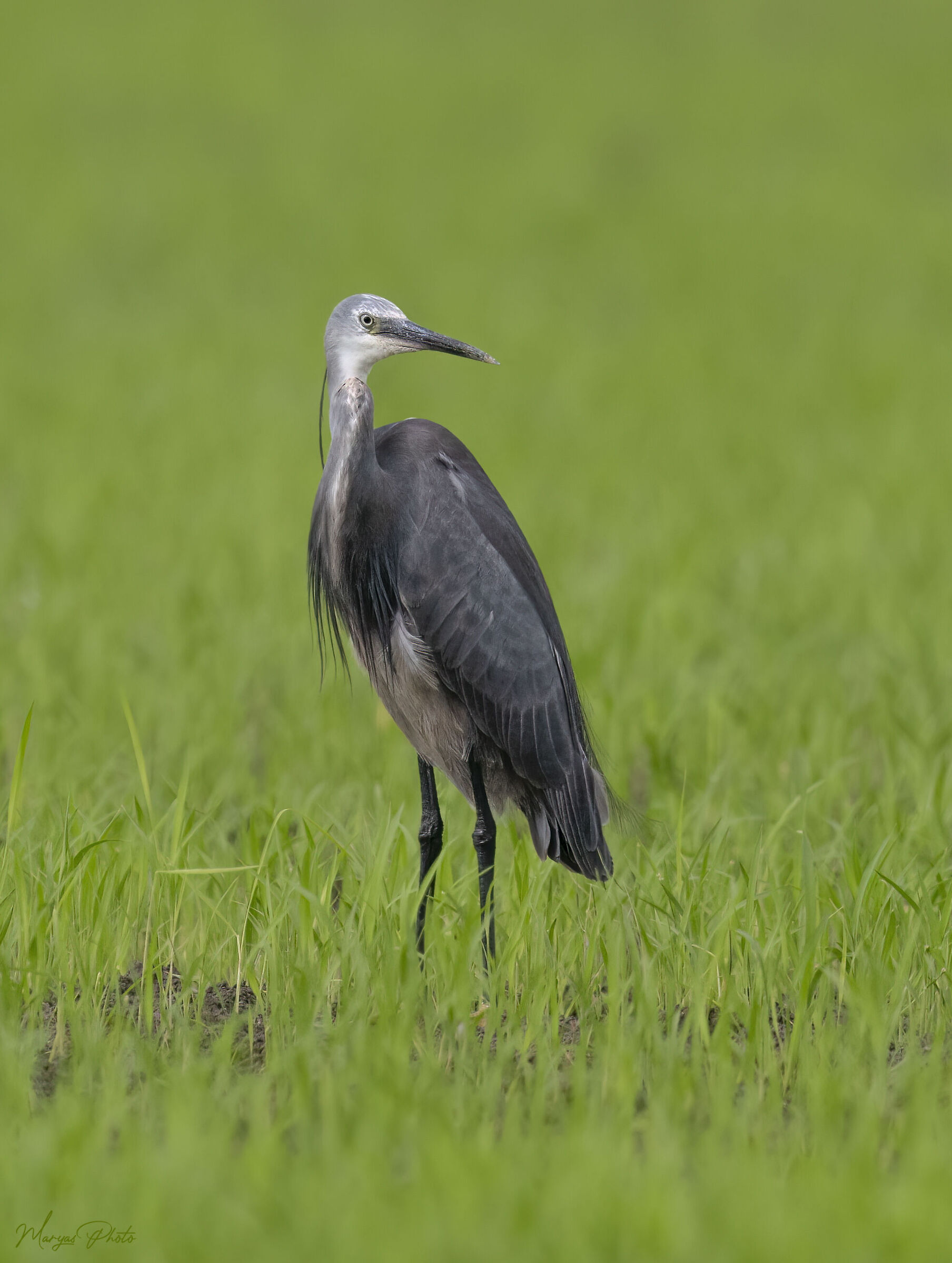 Schistaceous Heron