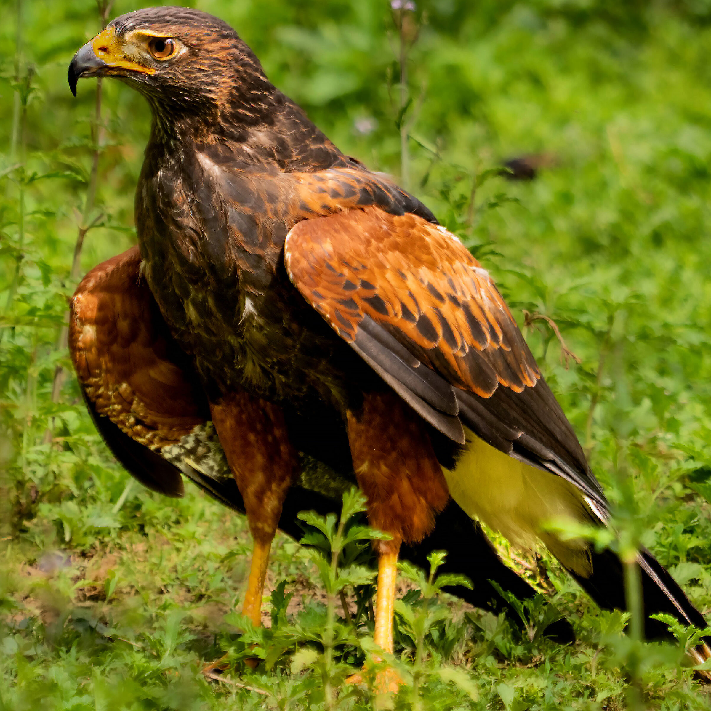 Parabuteo