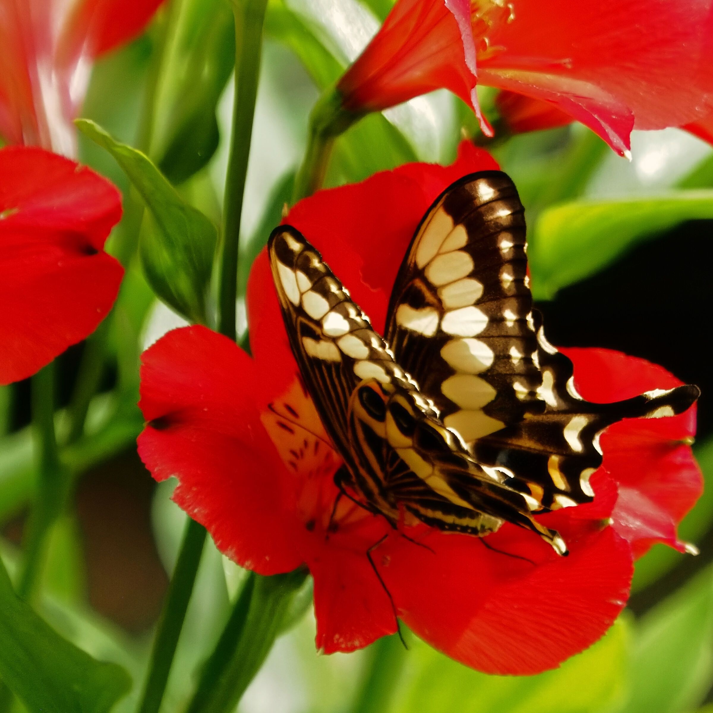 Papilio