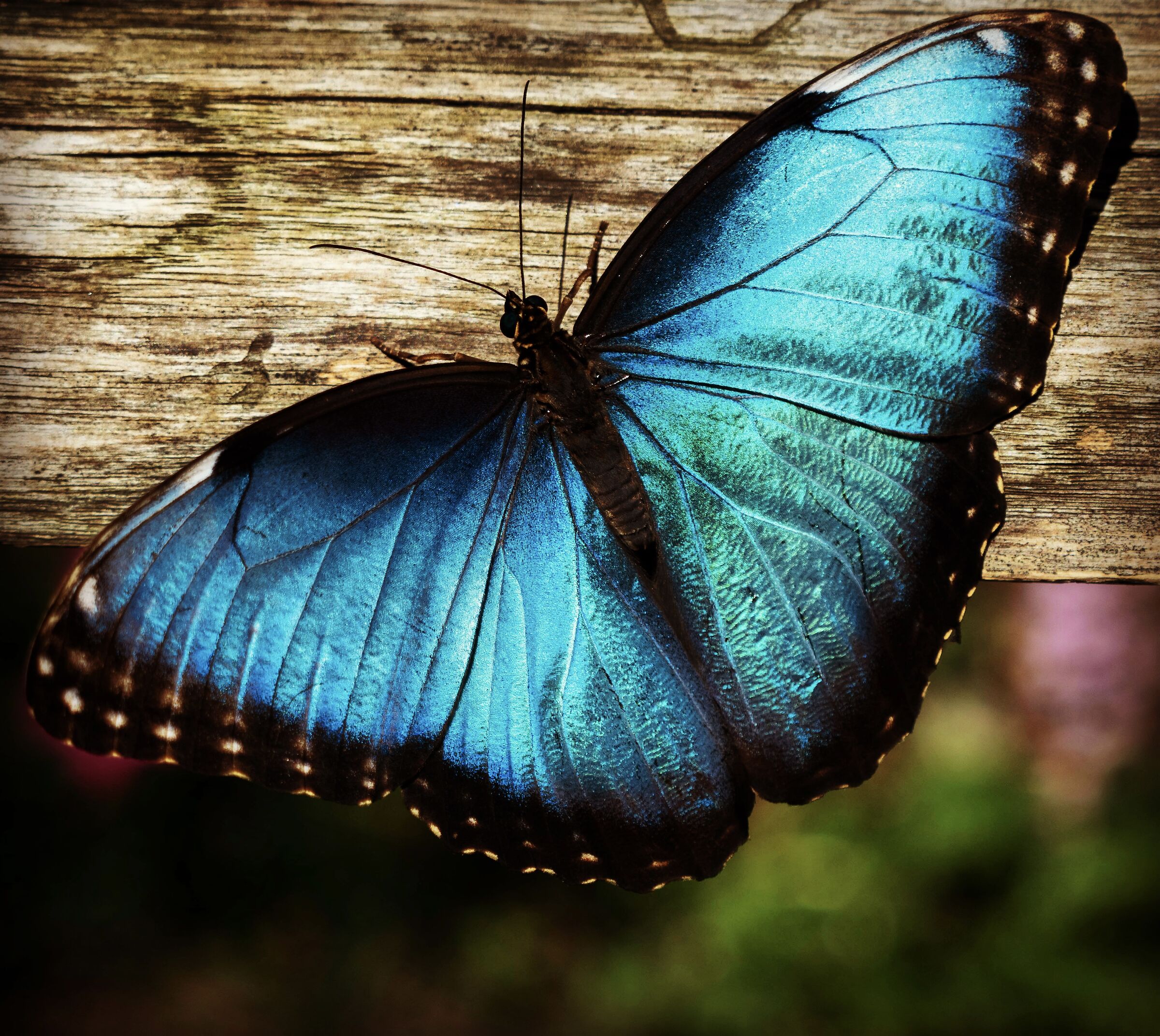 Morpho Peleides