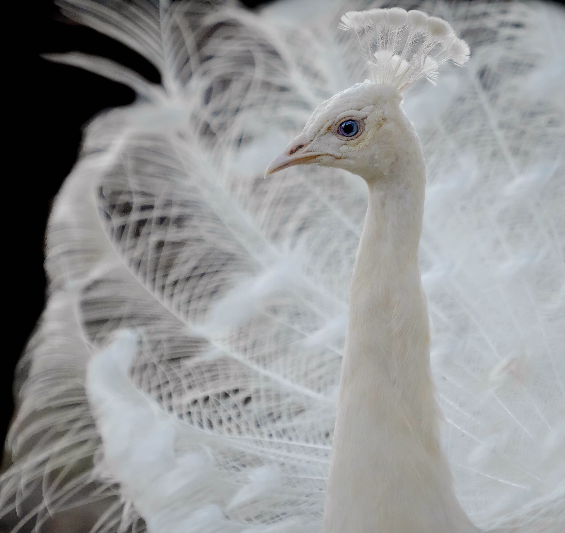 Pavone Albino