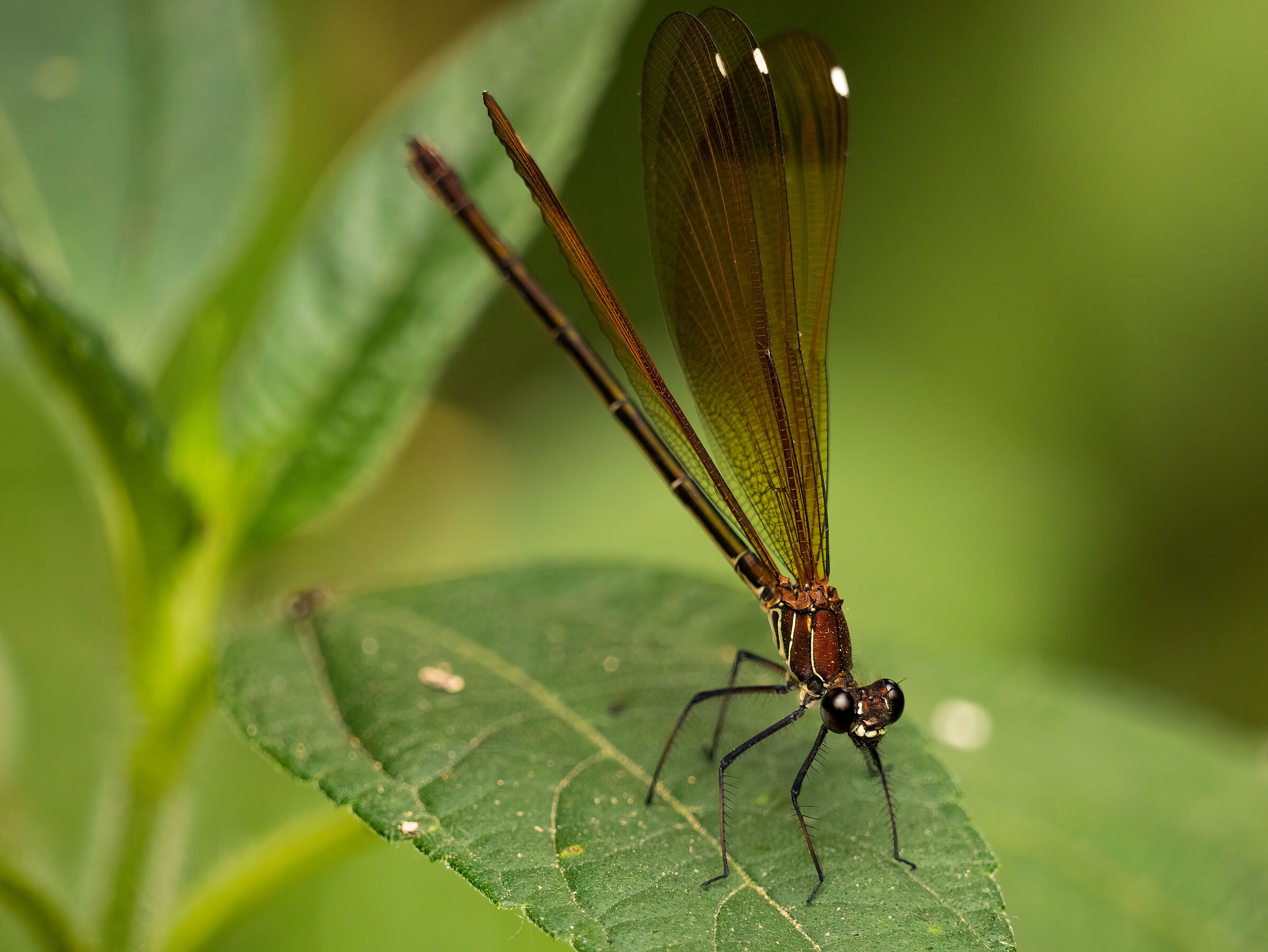 Anisoptera