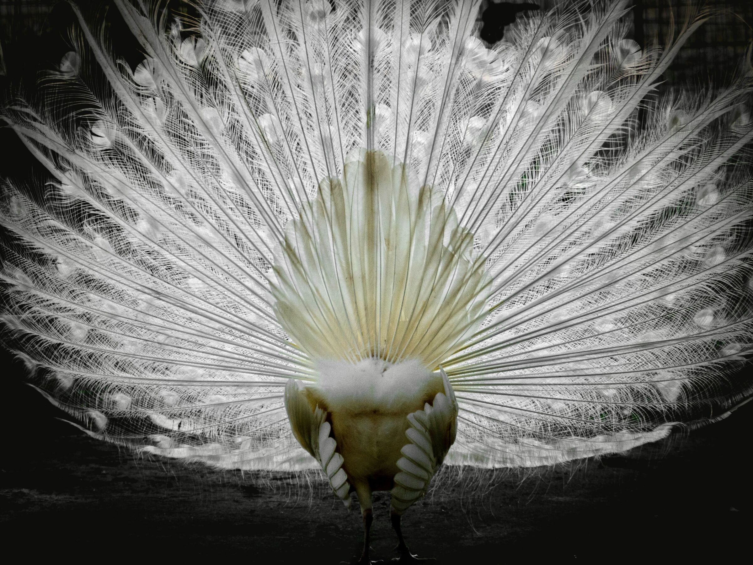 Pavone Albino