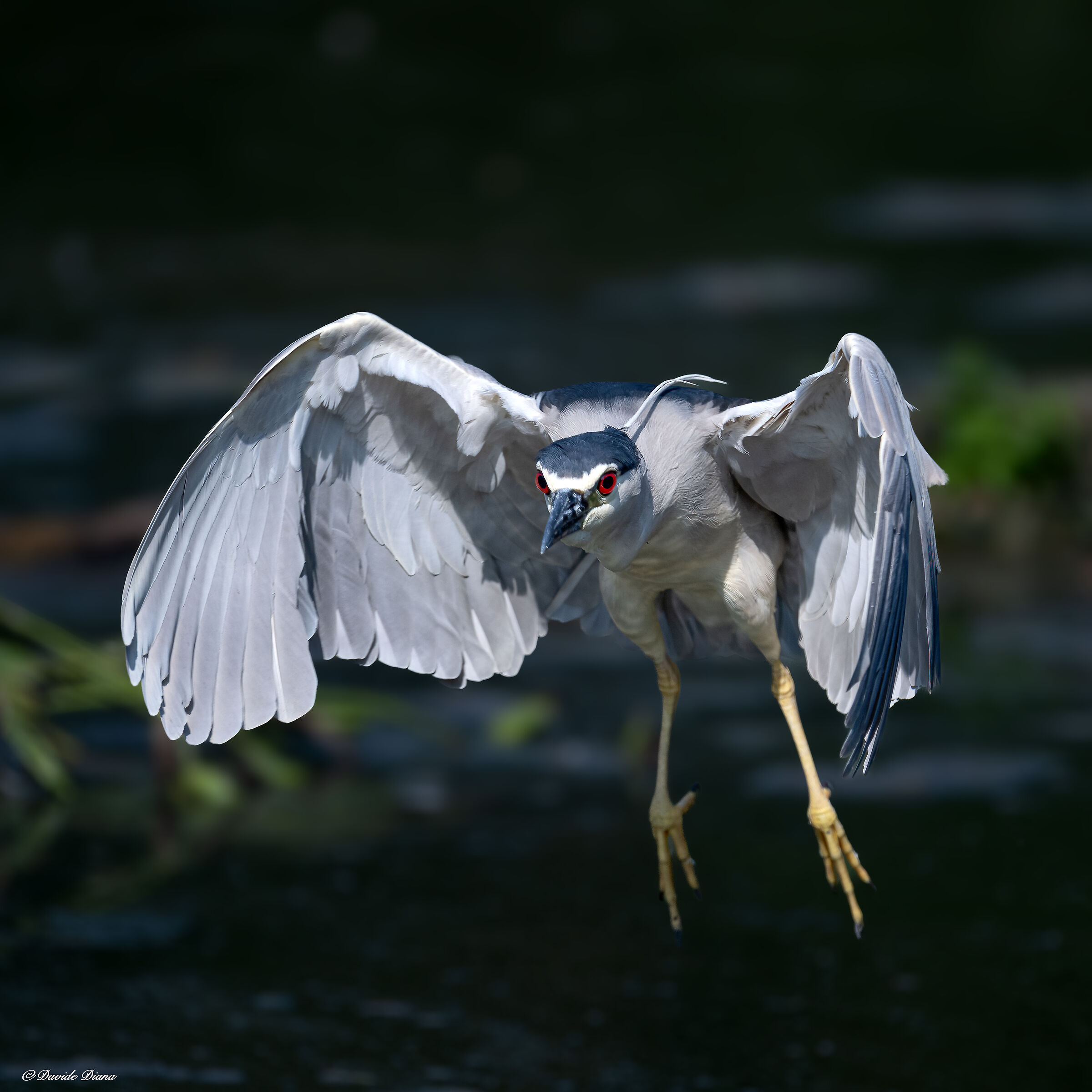 Night Heron