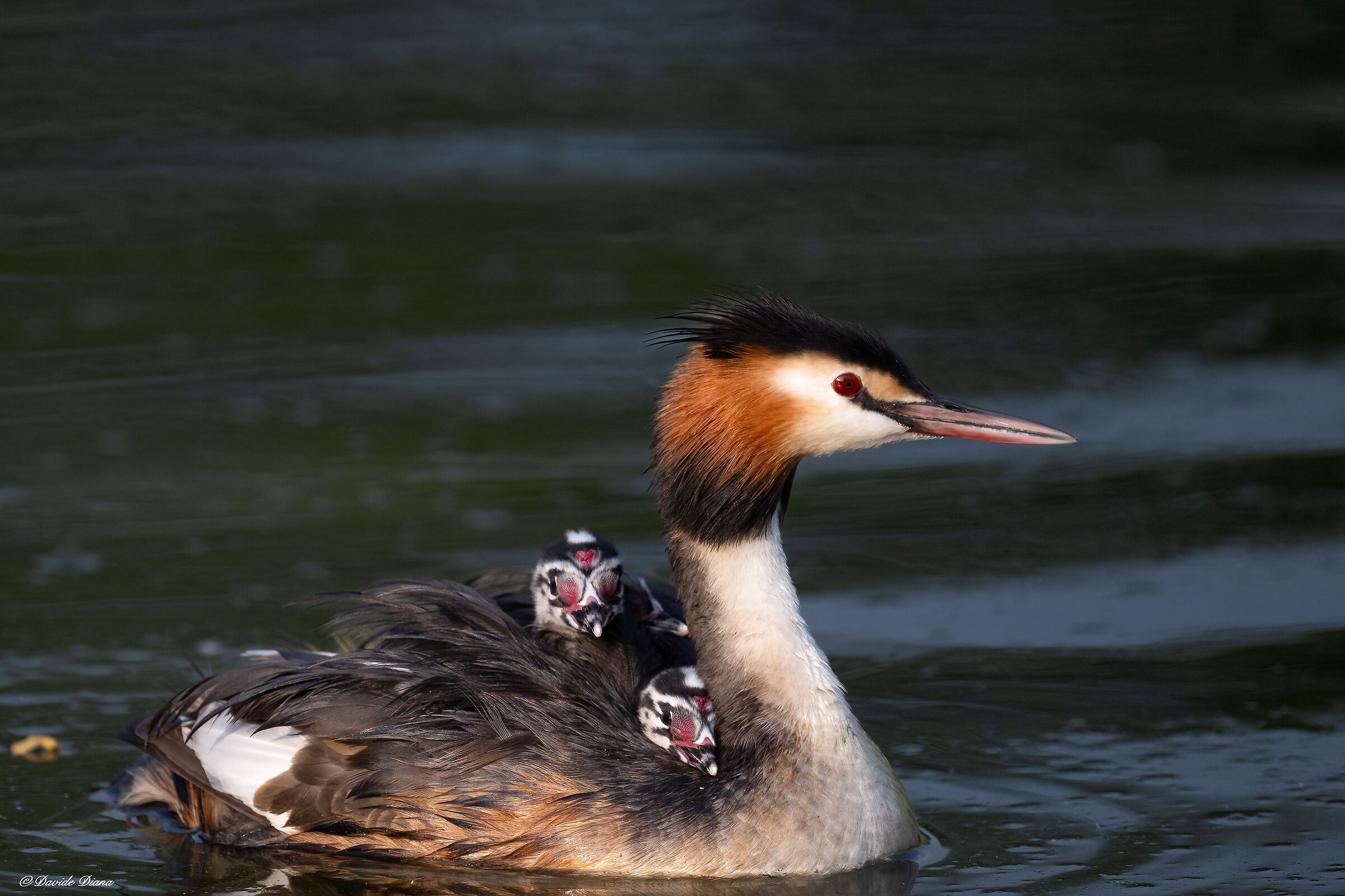 Great crested grebe