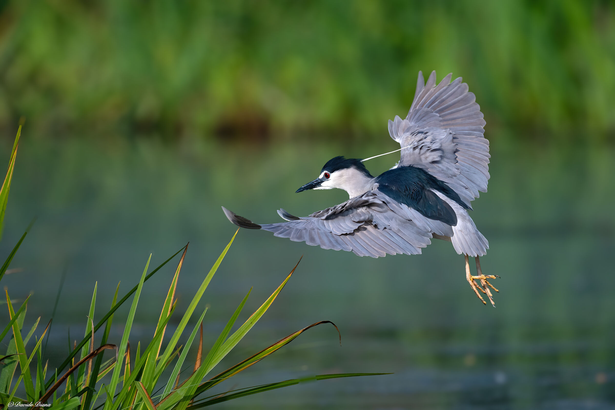 Night Heron