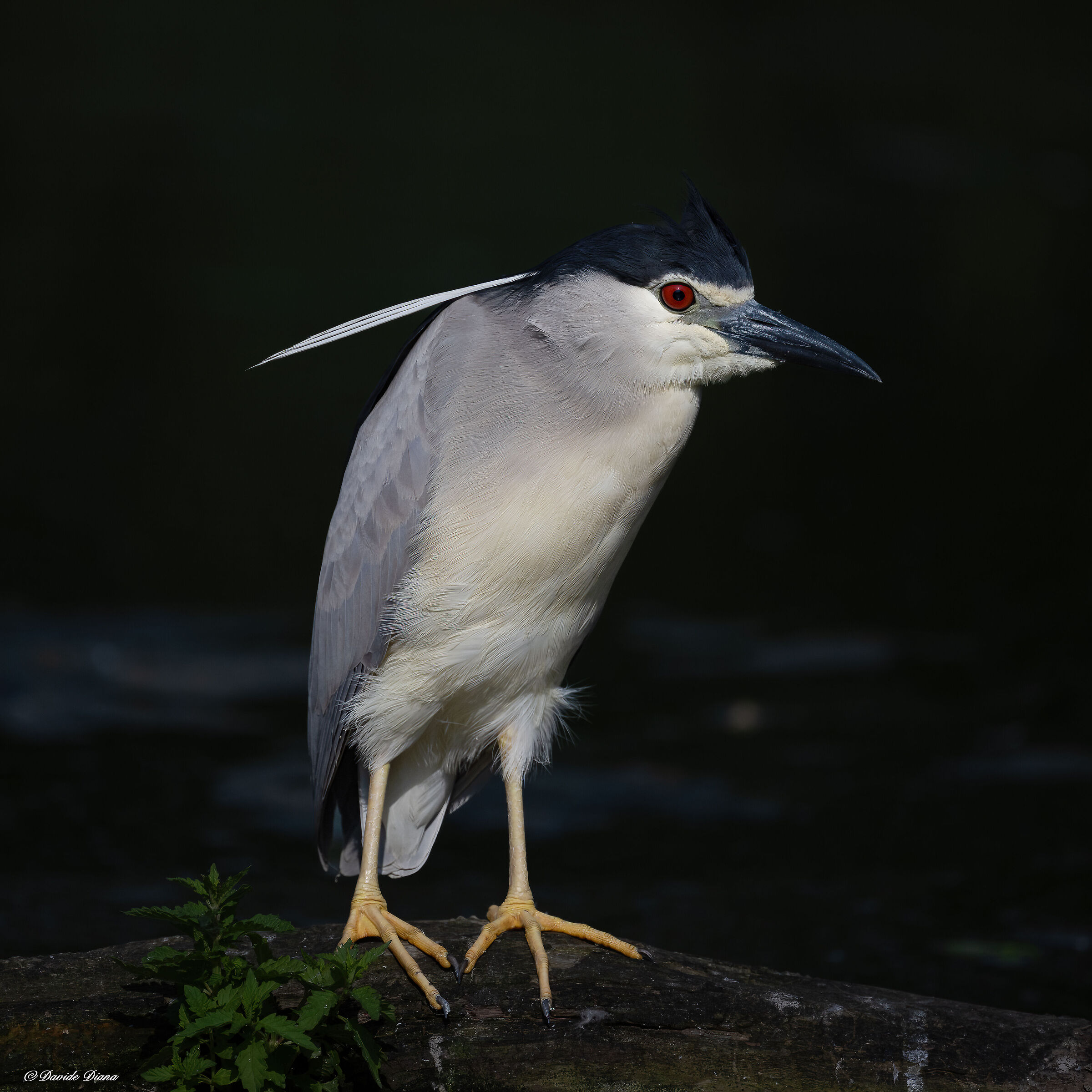 Night Heron