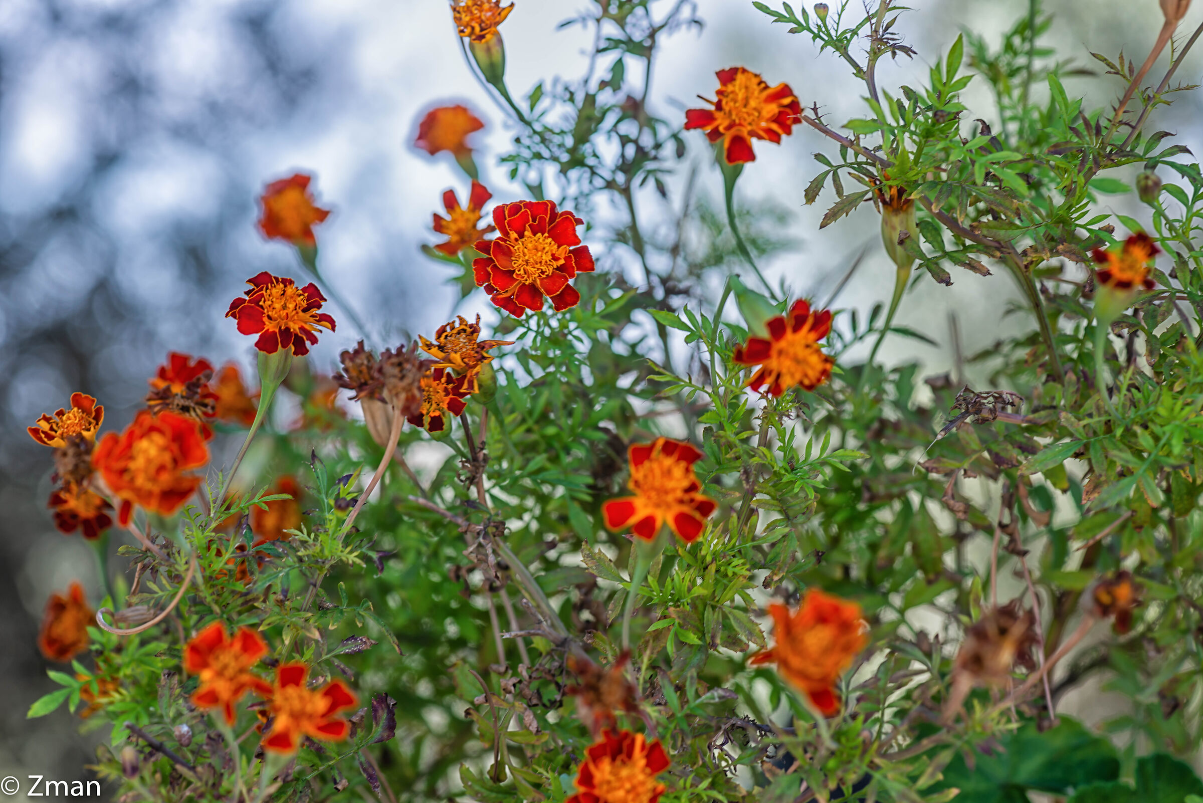 Fiori di calendula messicana