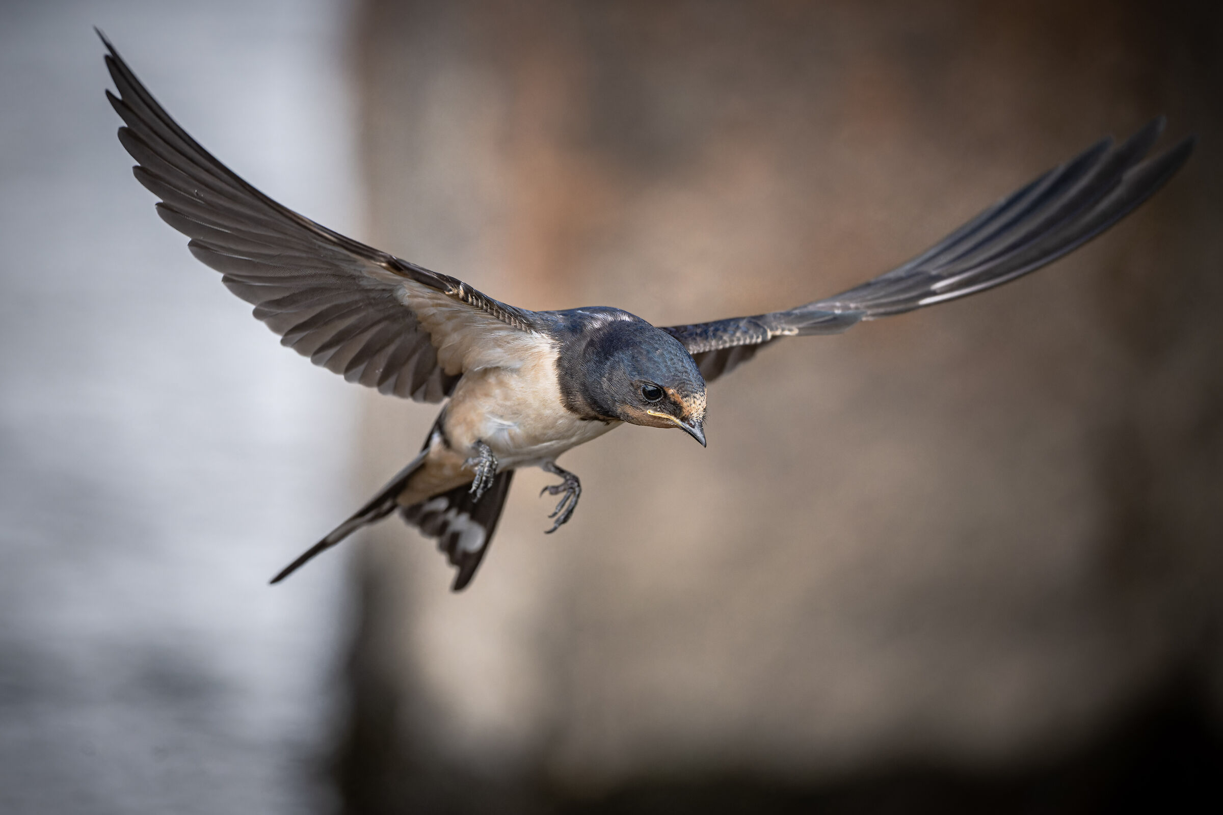 barn swallow