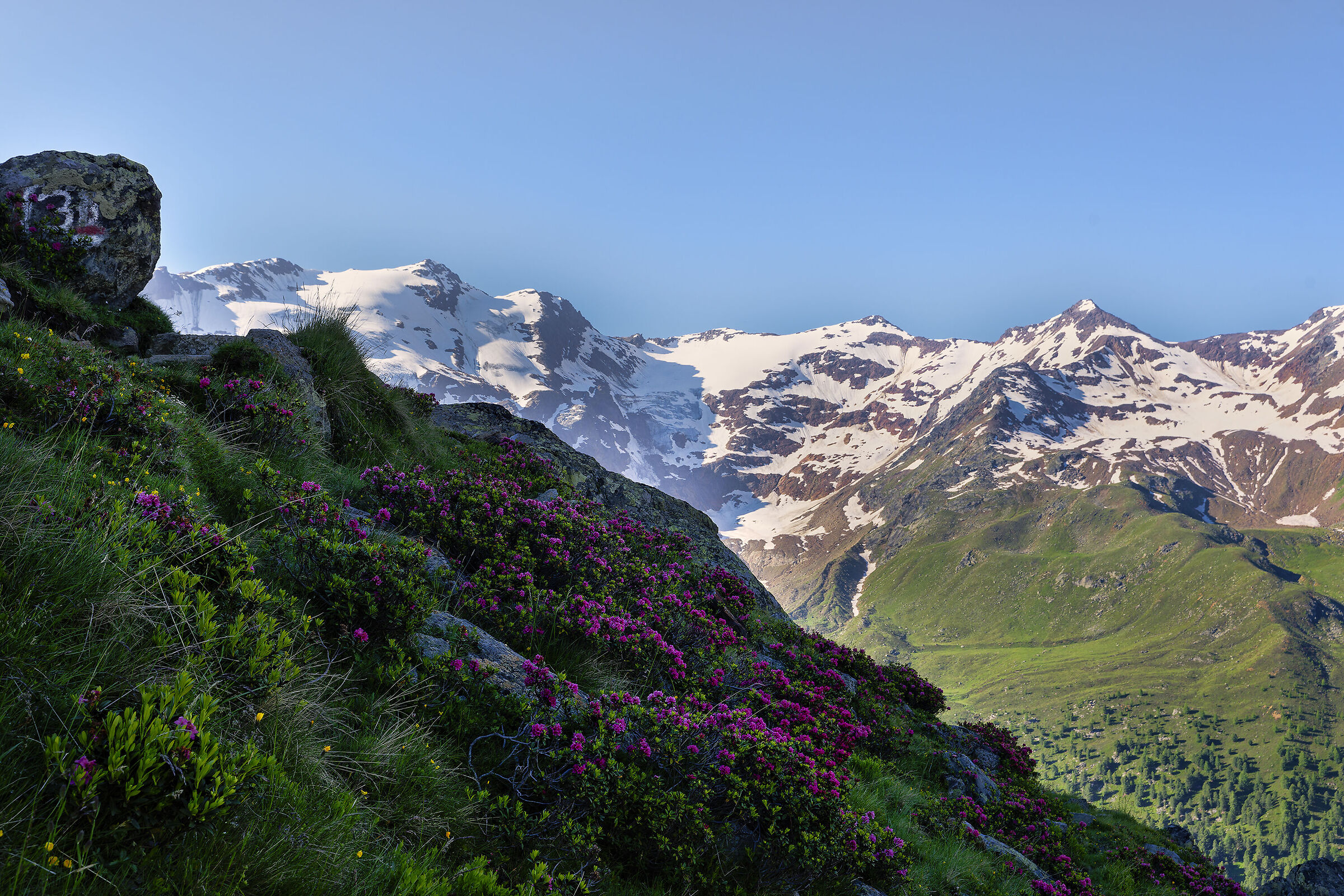 Rhododendrons and snow, Alta Vallelunga
