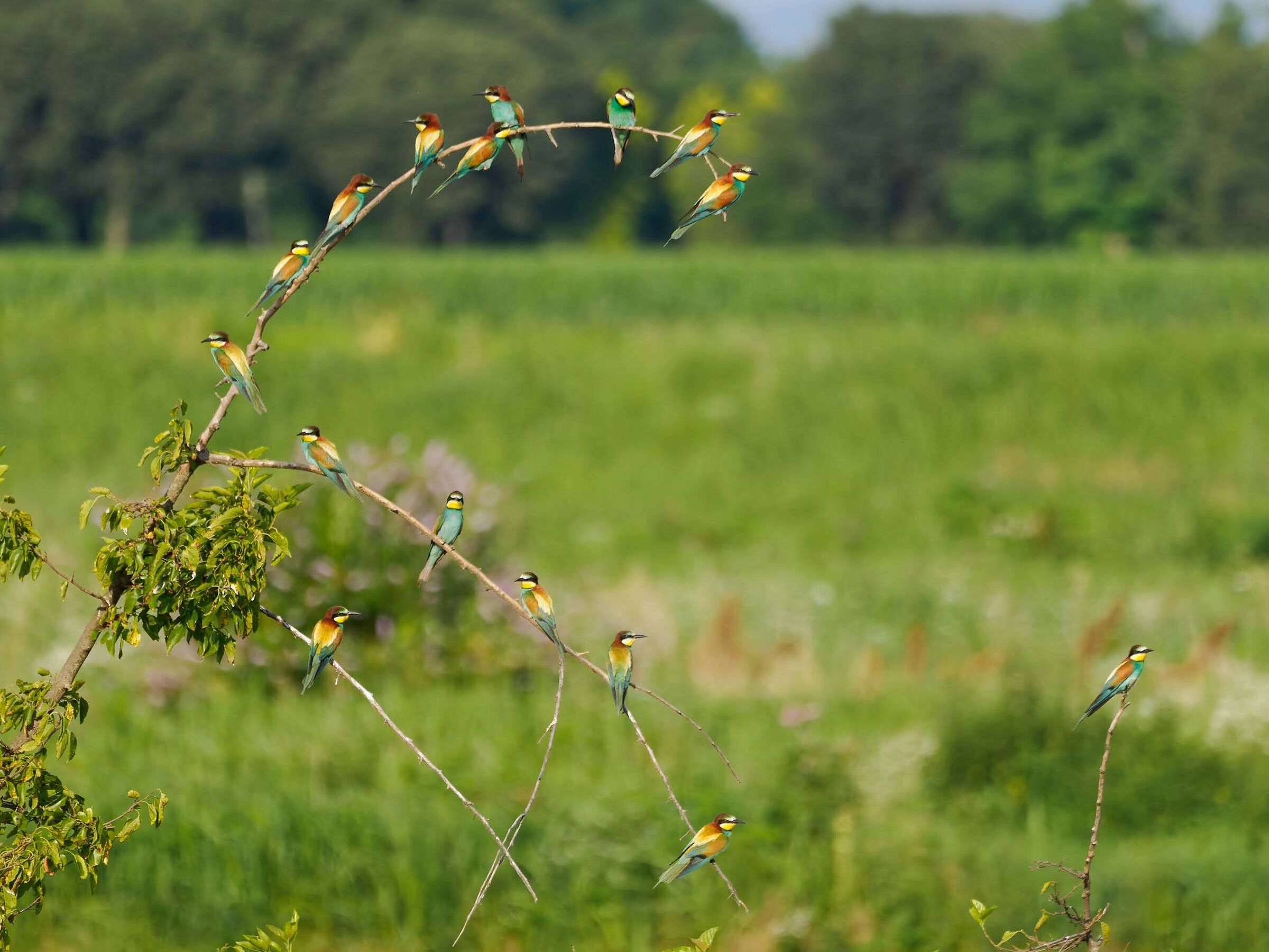 Bee-eaters. The asocial.