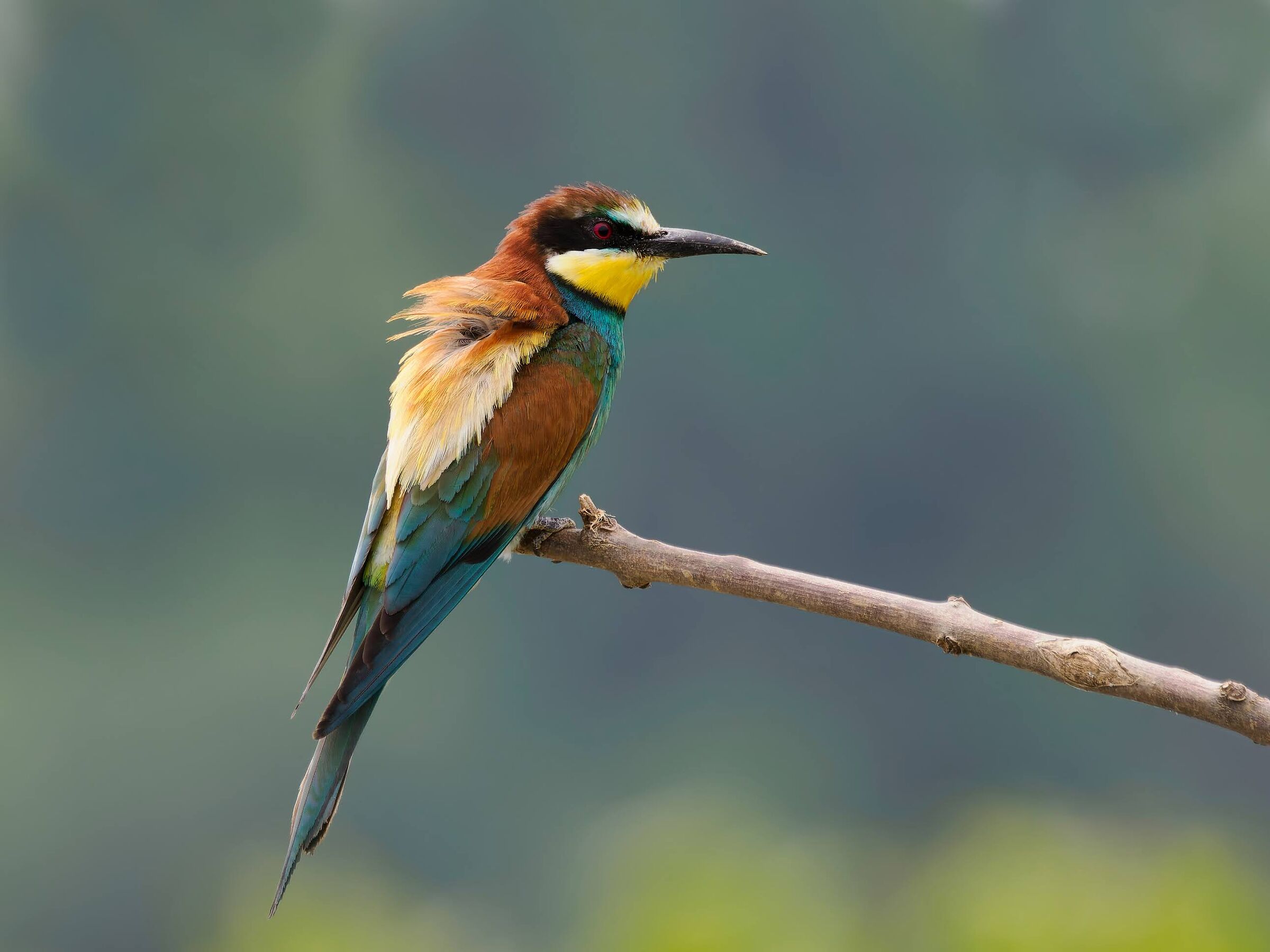 Bee-eater.