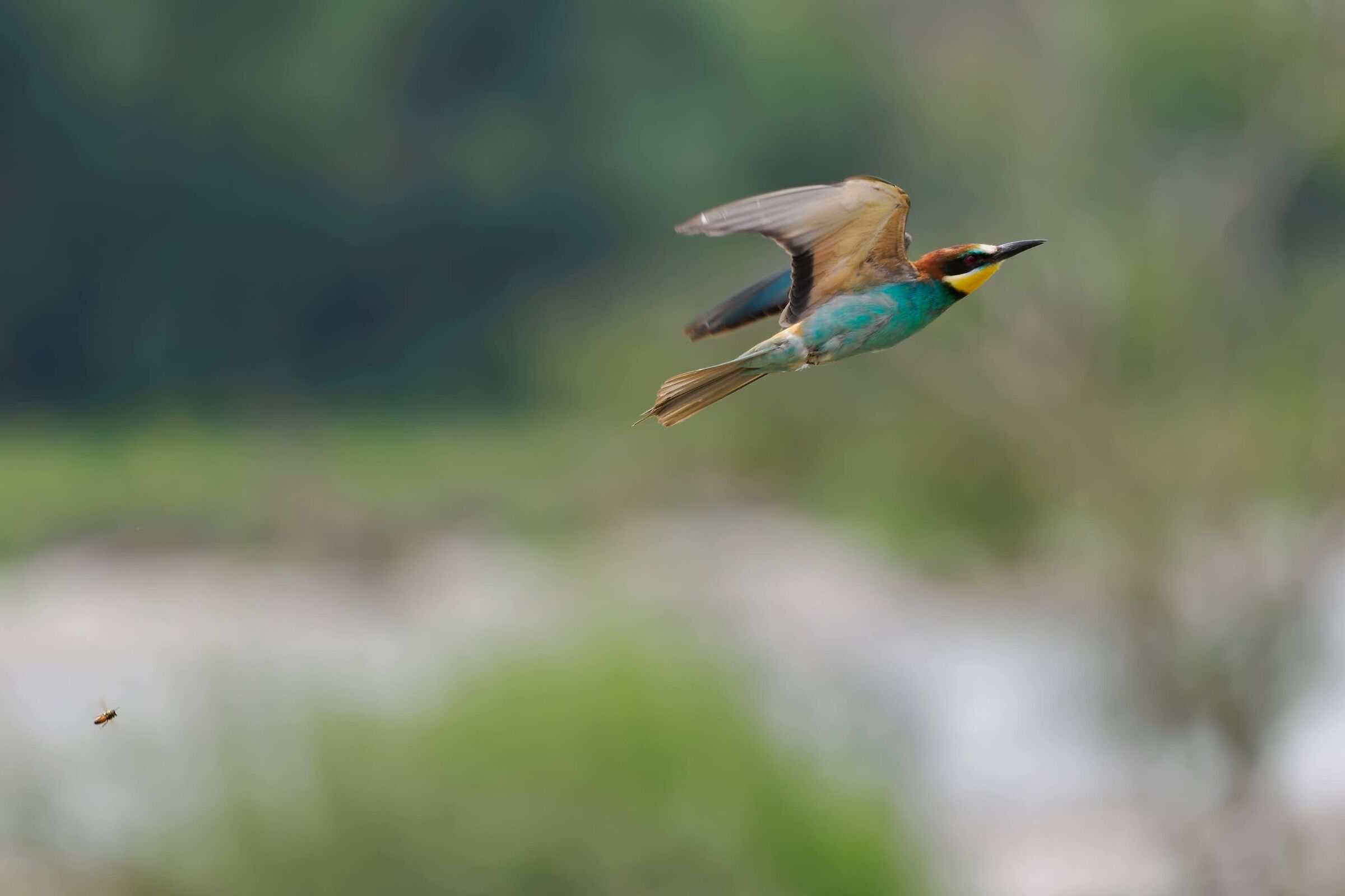 Bee-eater. With roles reversed.