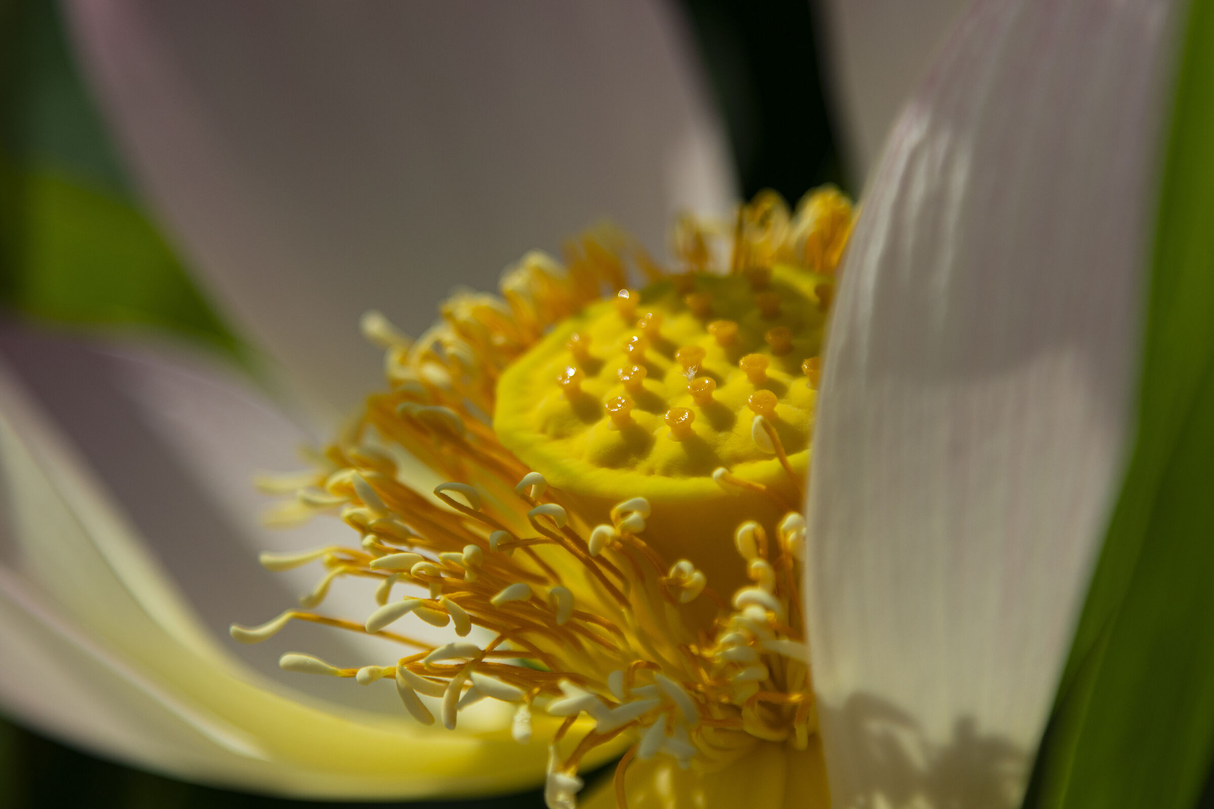 Lotus flower