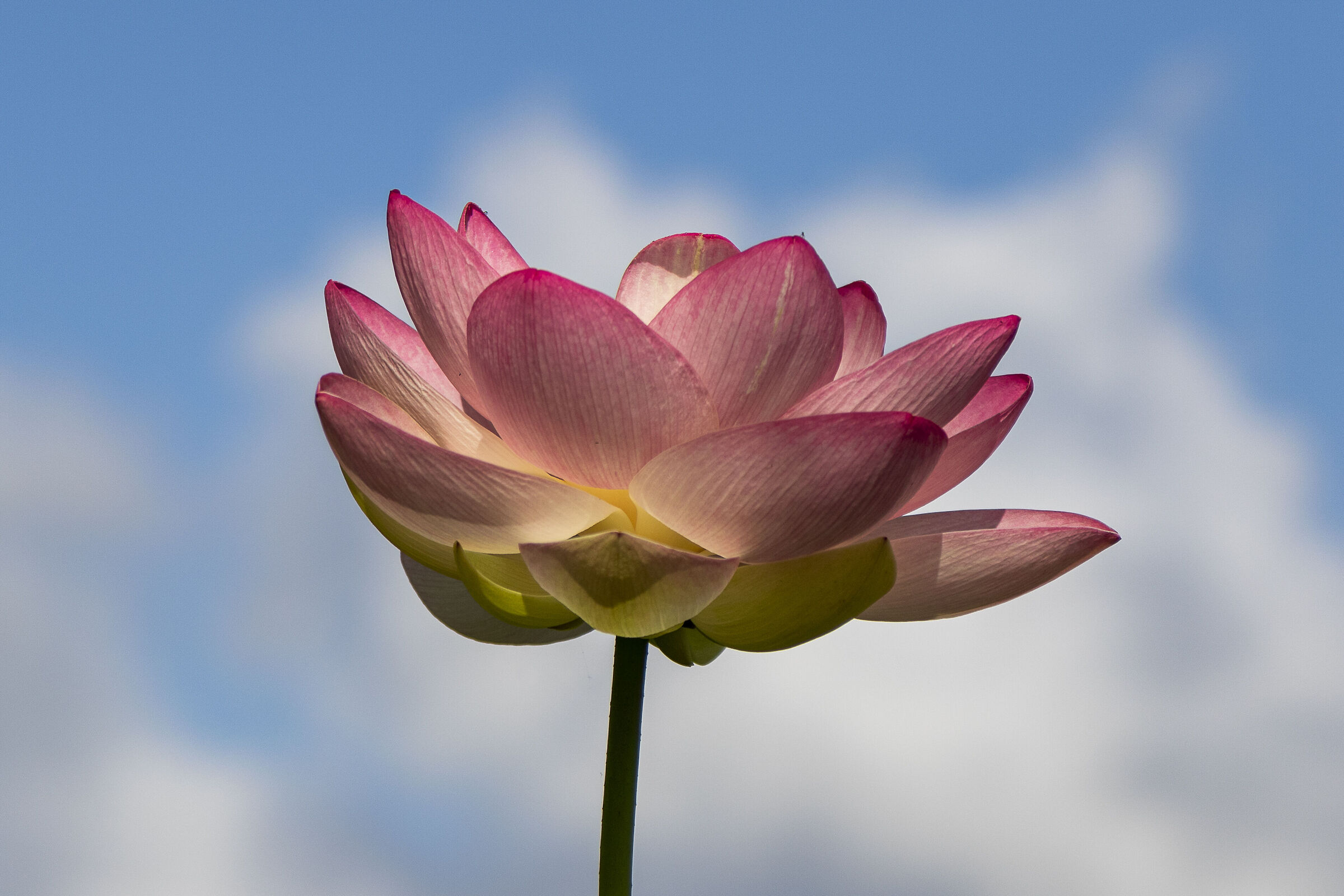 Lotus Flower 2