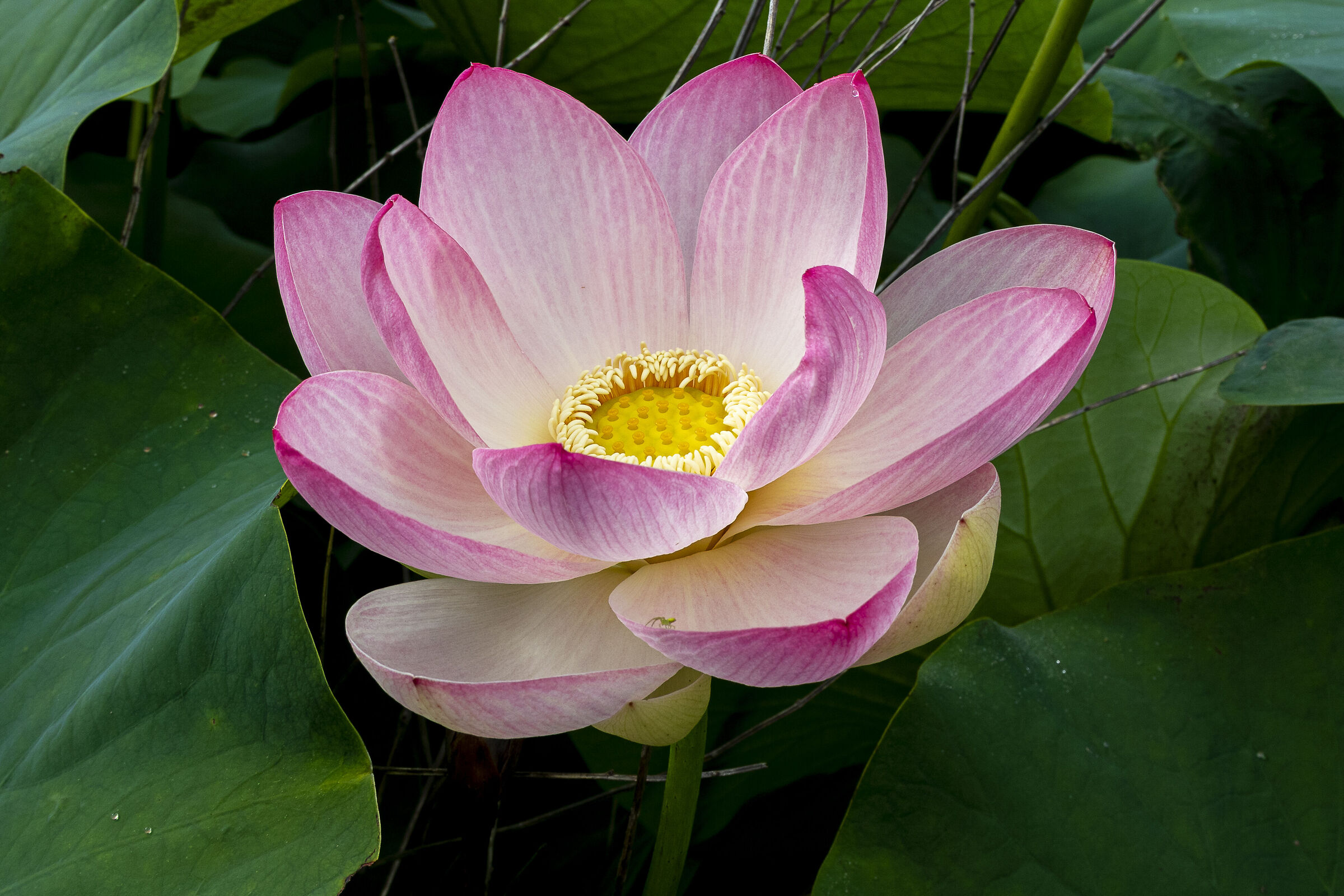 Lotus Flower 3