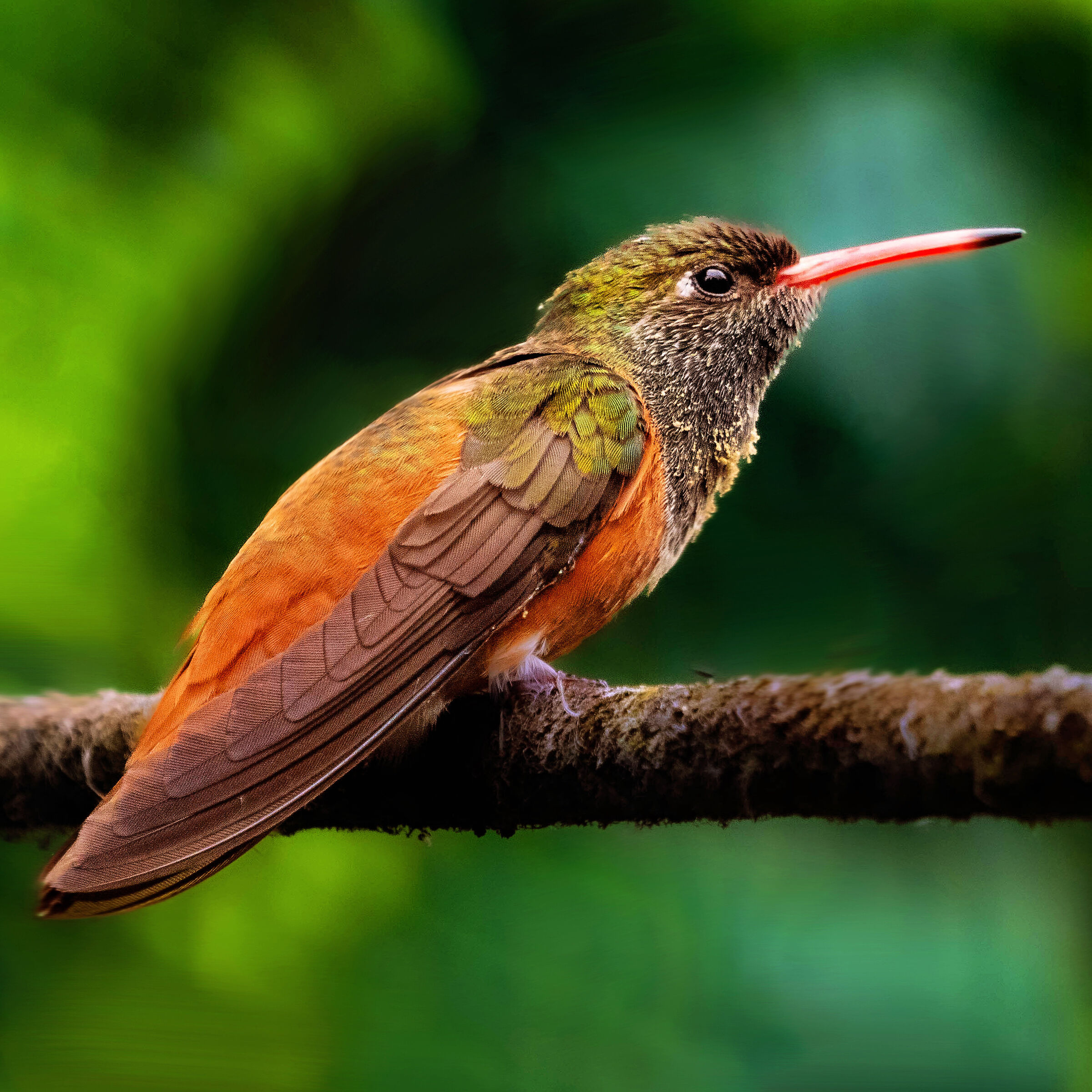 Colibrì