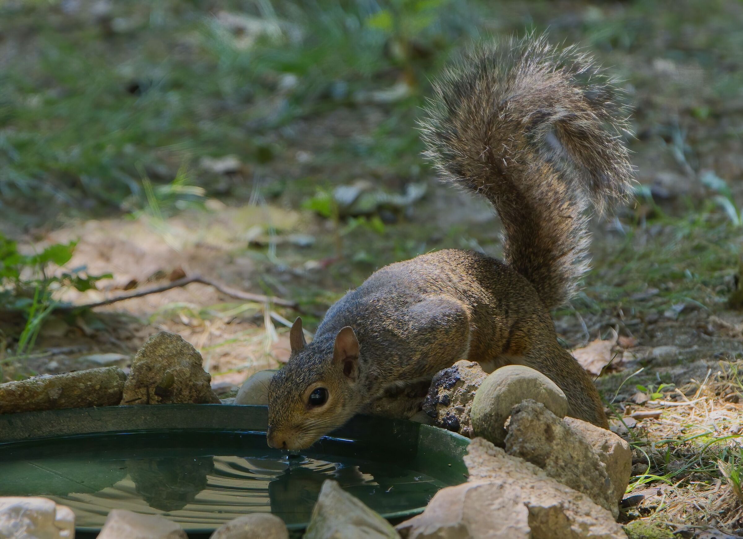 Even the squirrel goes to drink in the tub