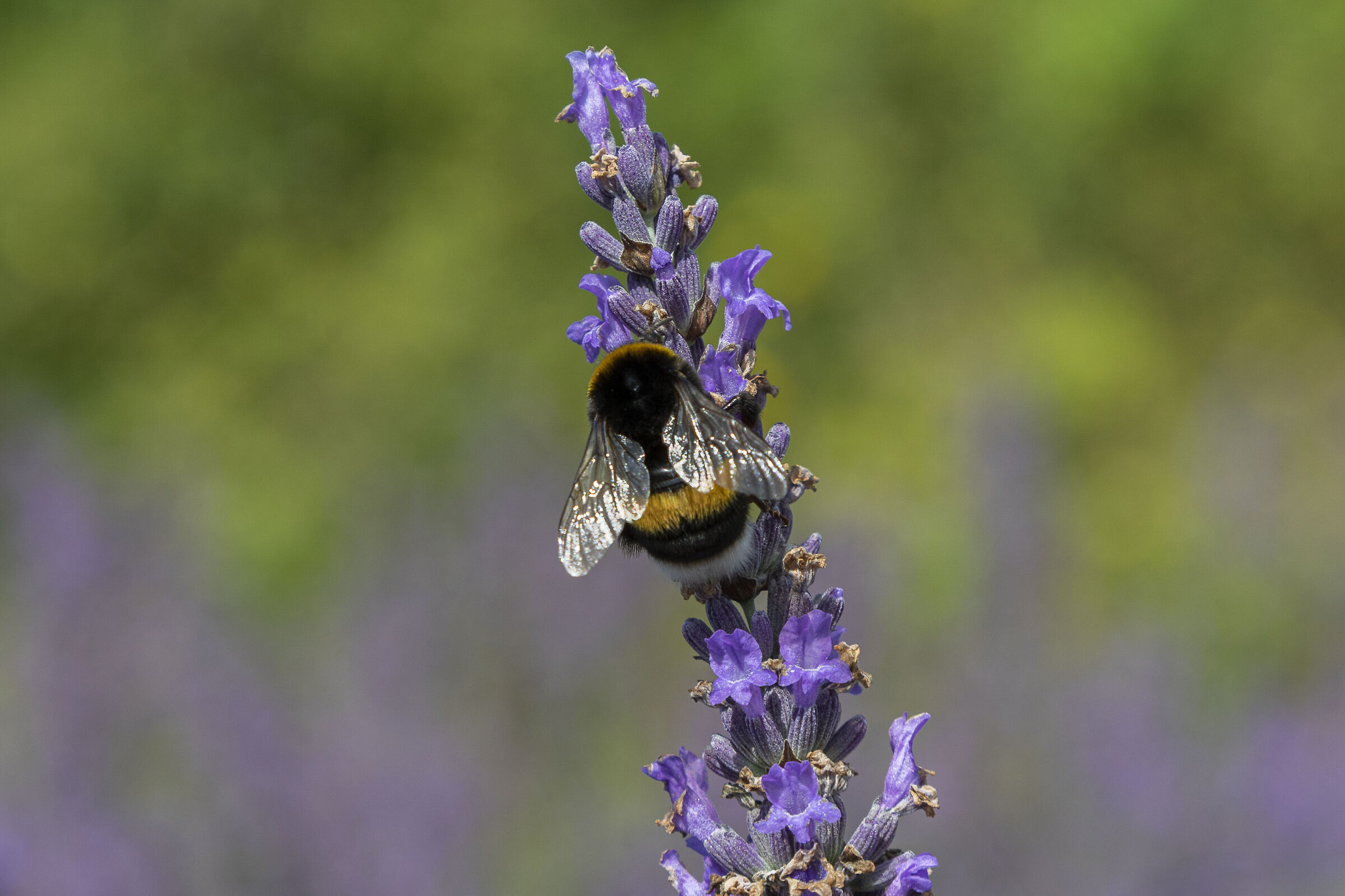 Bumblebee2