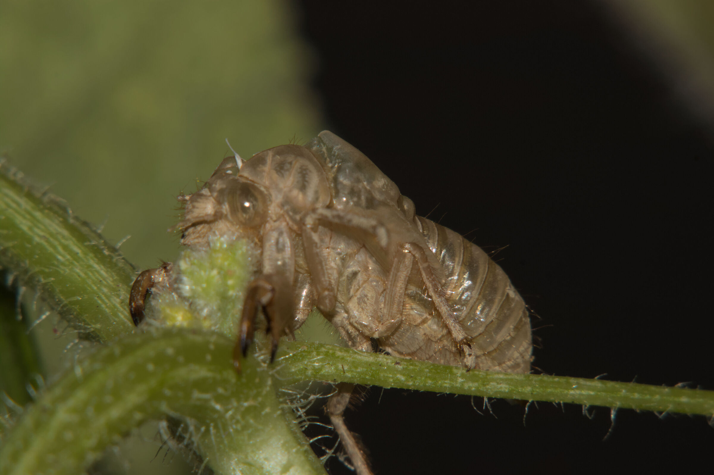 Exuvia cicada 2